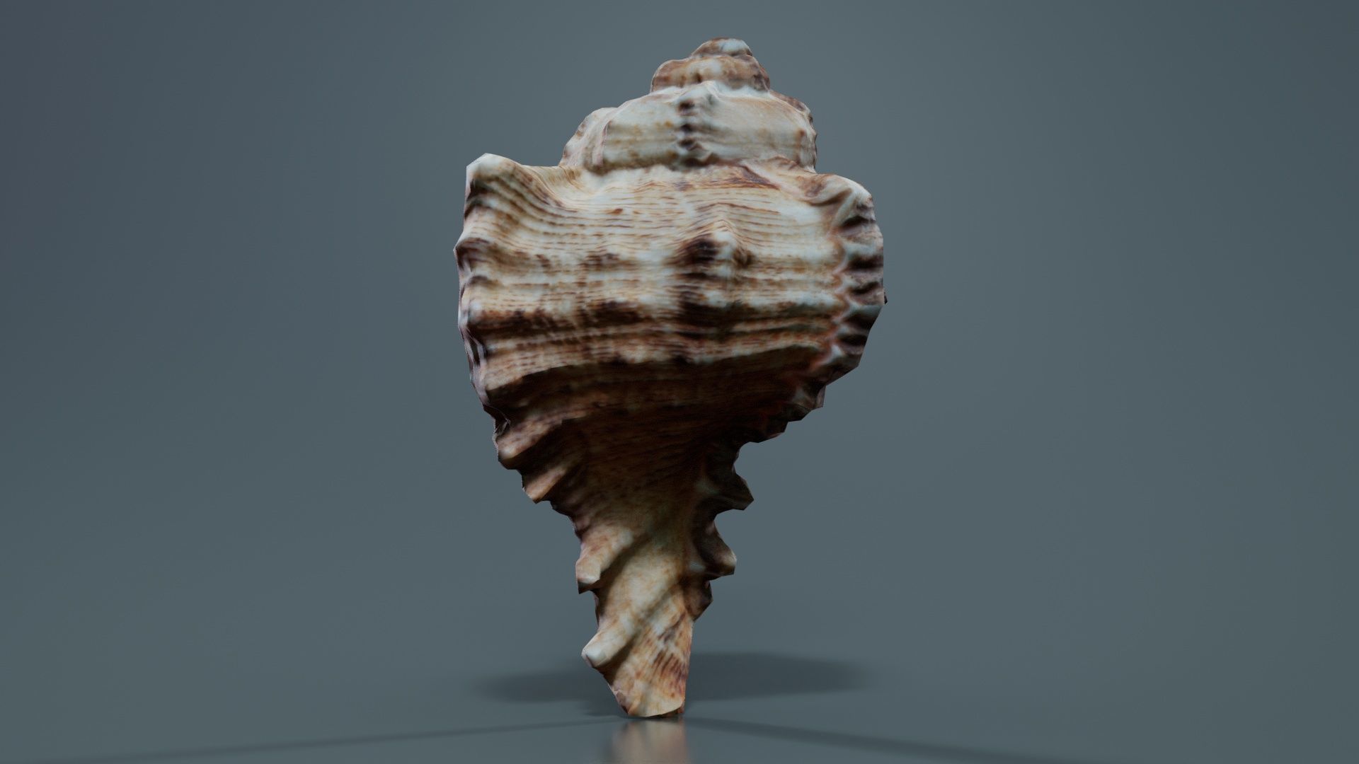 Shell Low-poly 3D model_4