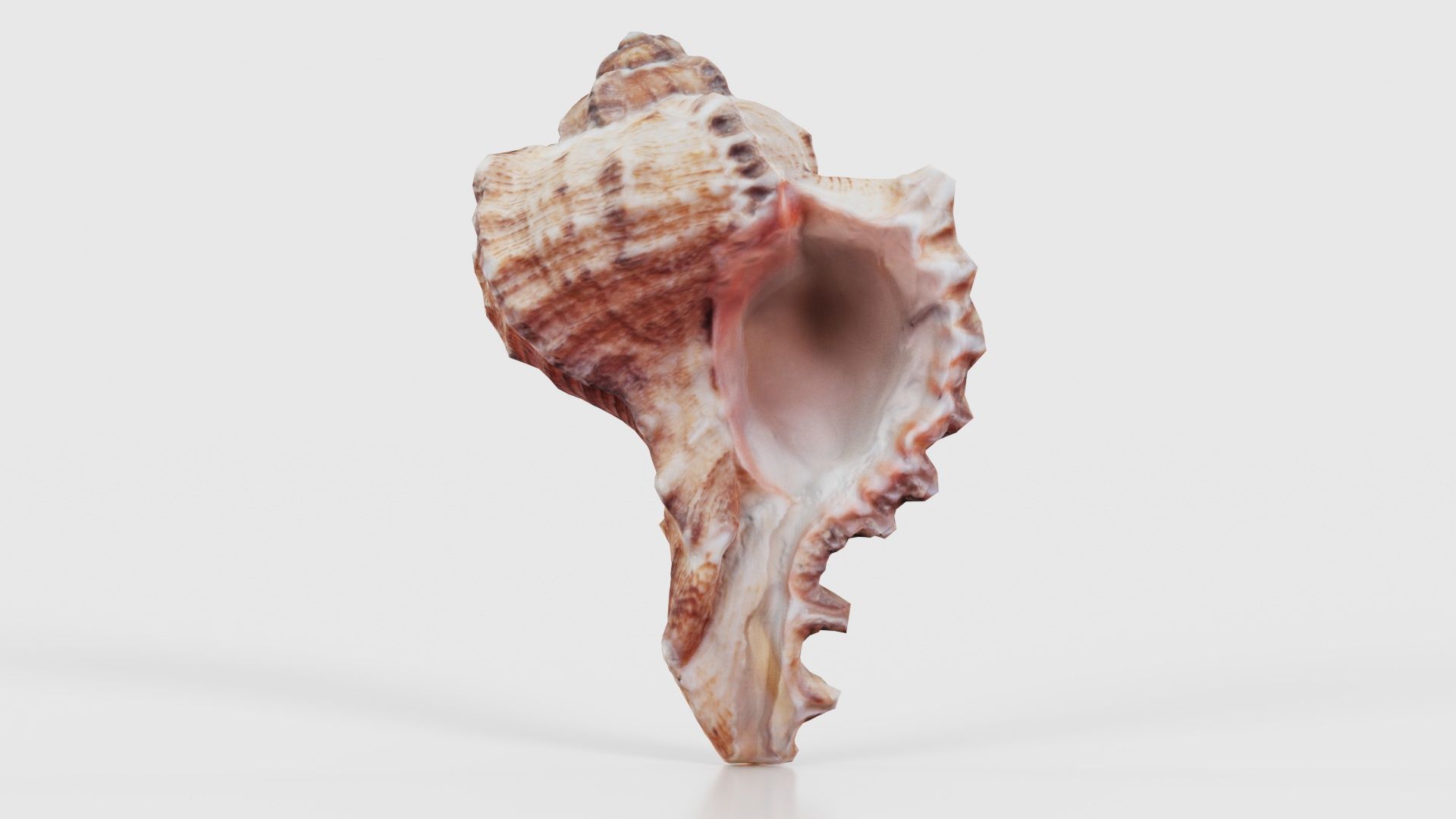 Shell Low-poly 3D model_15