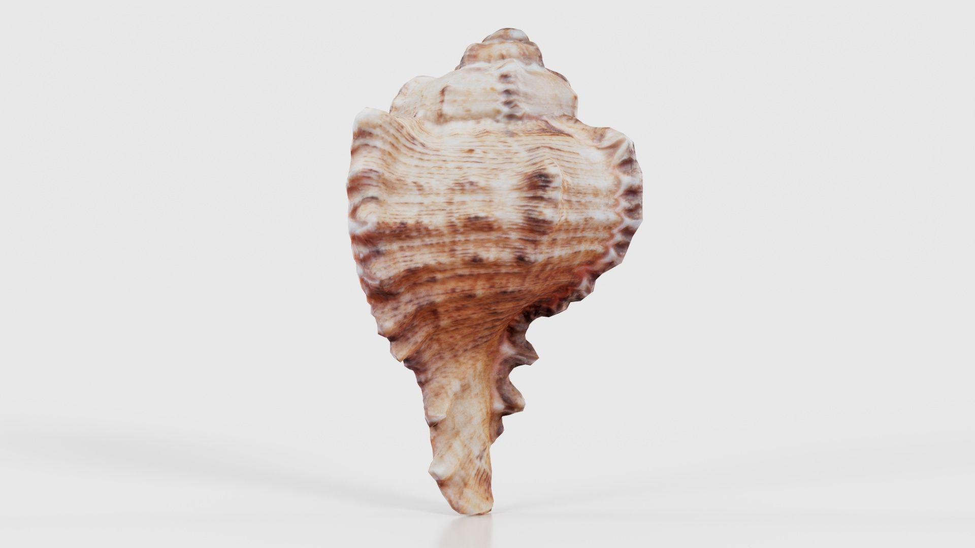 Shell Low-poly 3D model_23
