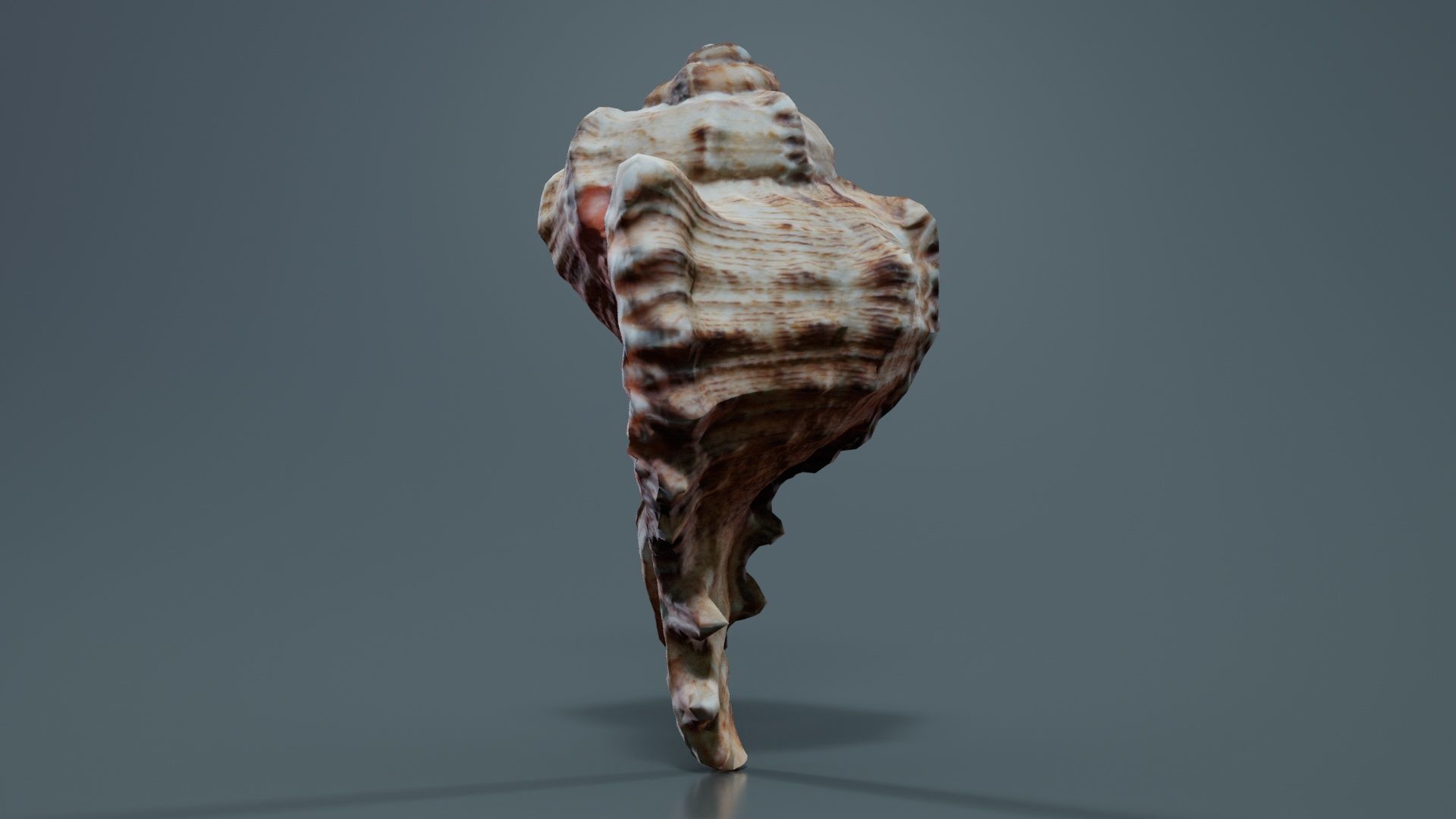 Shell Low-poly 3D model_2