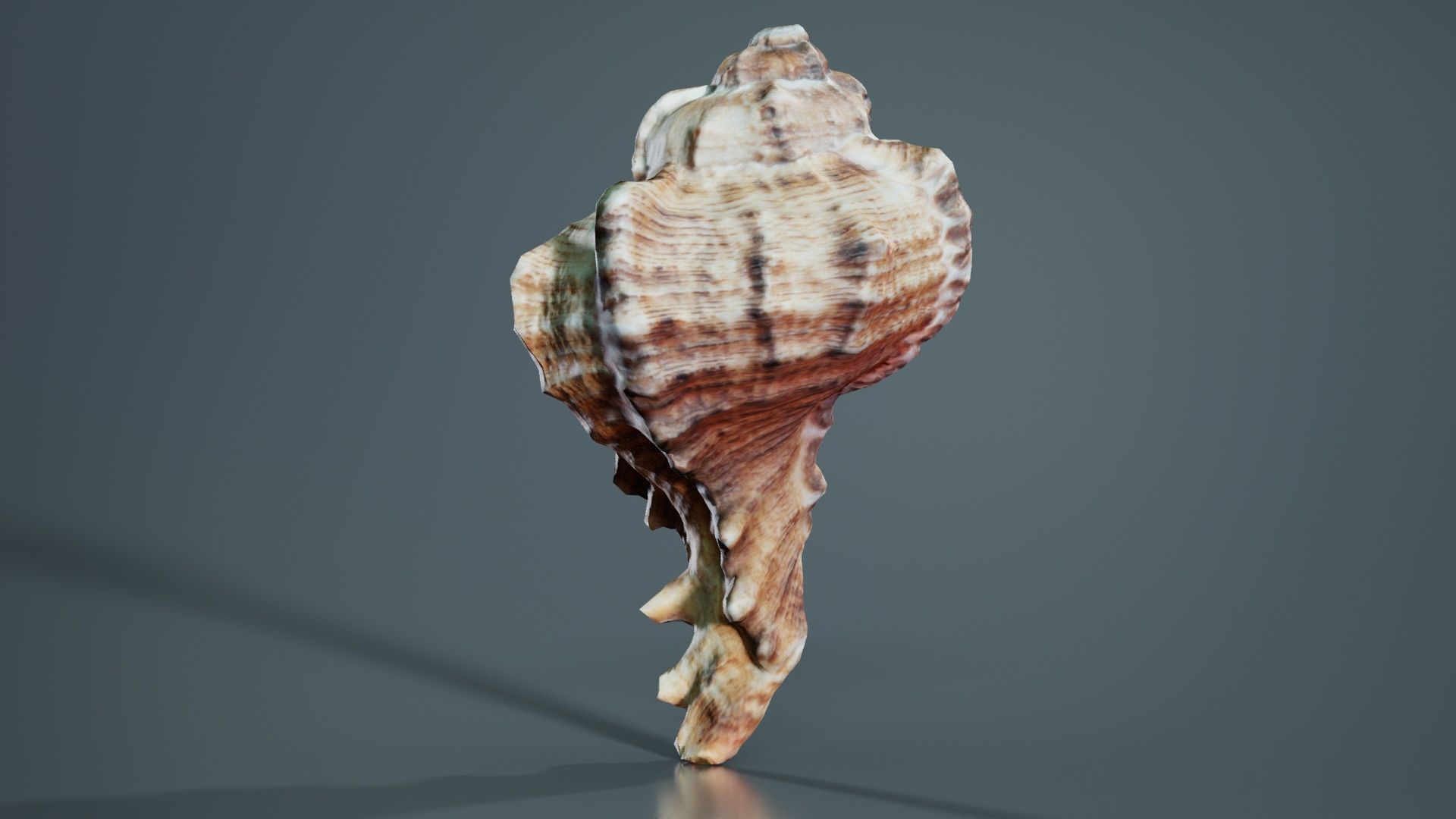 Shell Low-poly 3D model_5