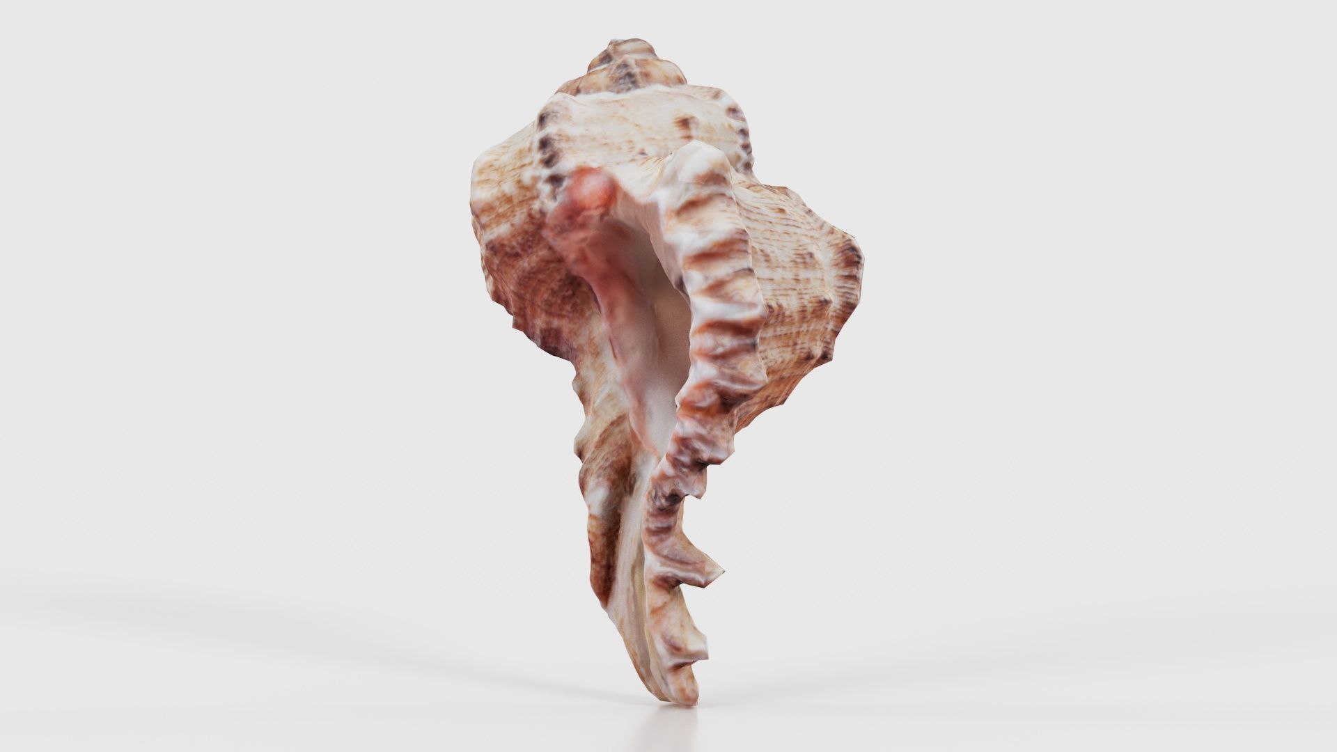 Shell Low-poly 3D model_25