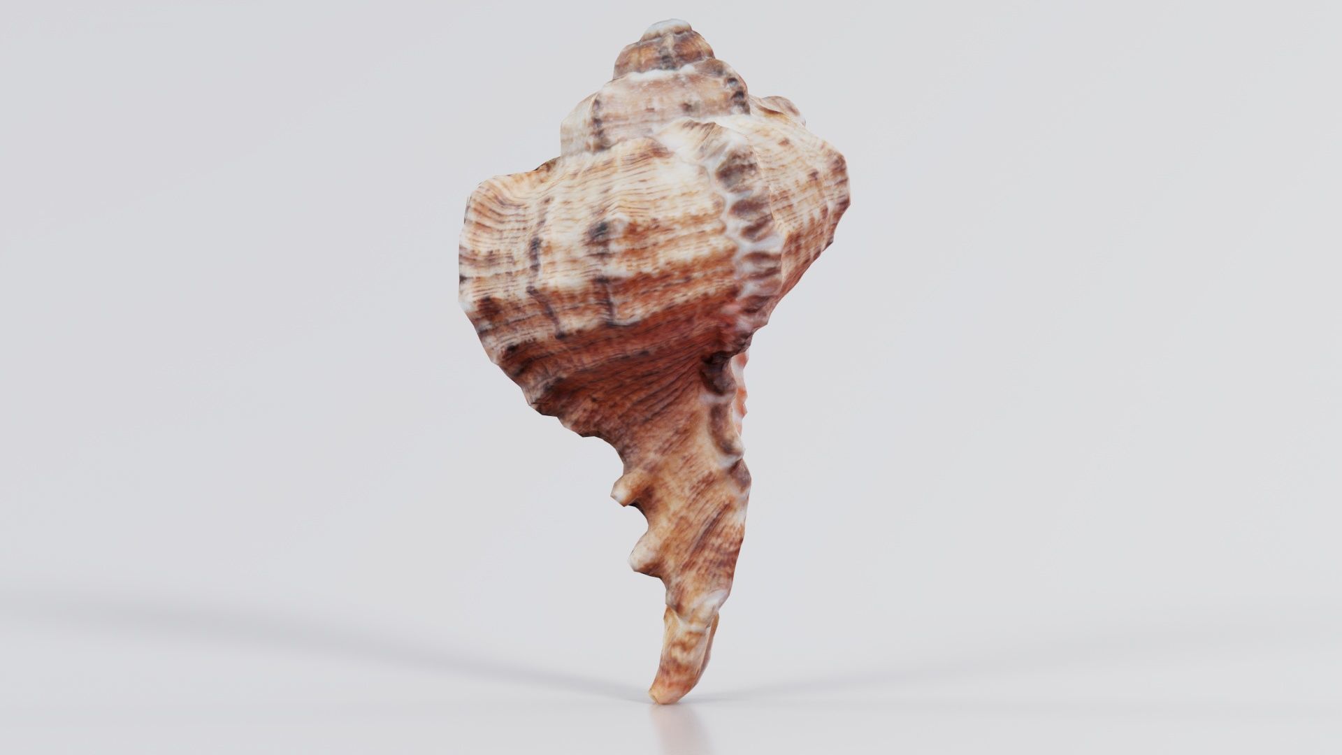 Shell Low-poly 3D model_8