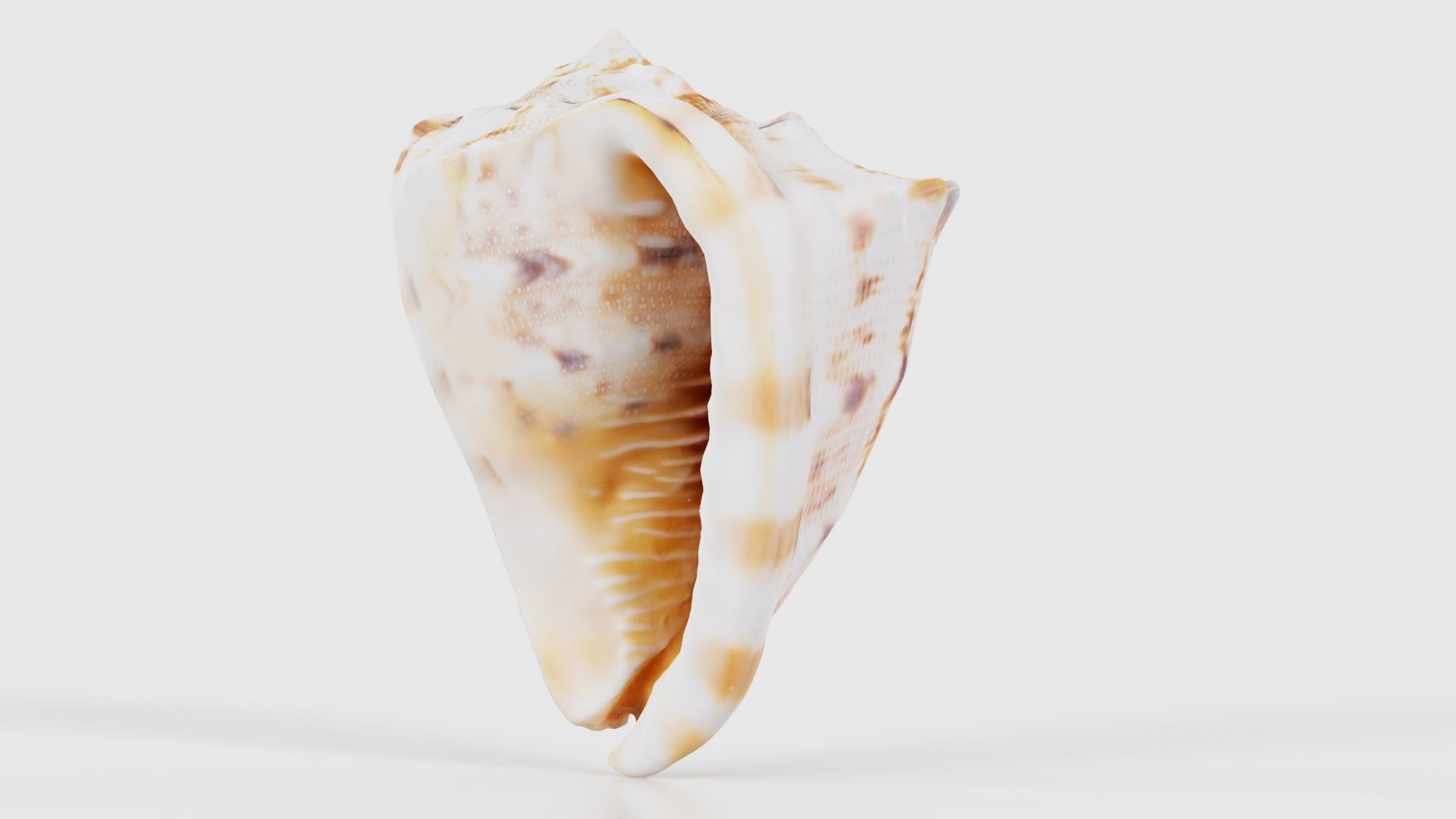 Shell Brown Low-poly 3D model_25