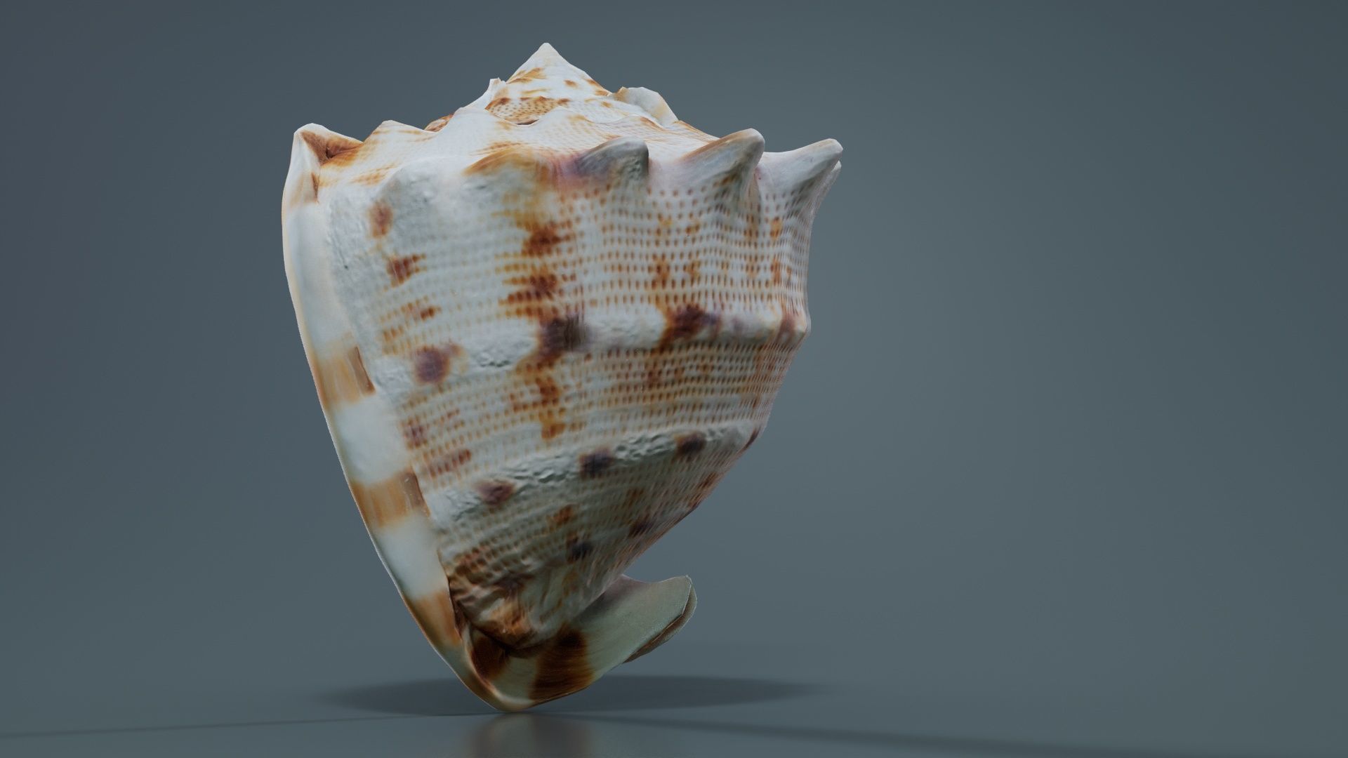 Shell Brown Low-poly 3D model_8