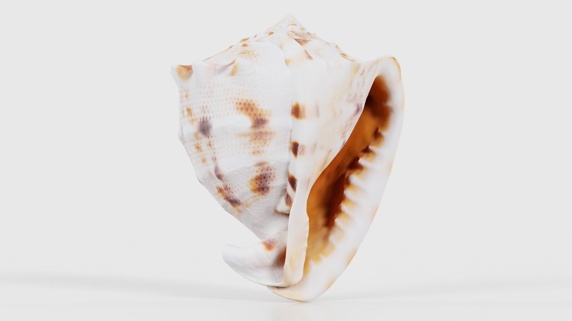 Shell Brown Low-poly 3D model_16