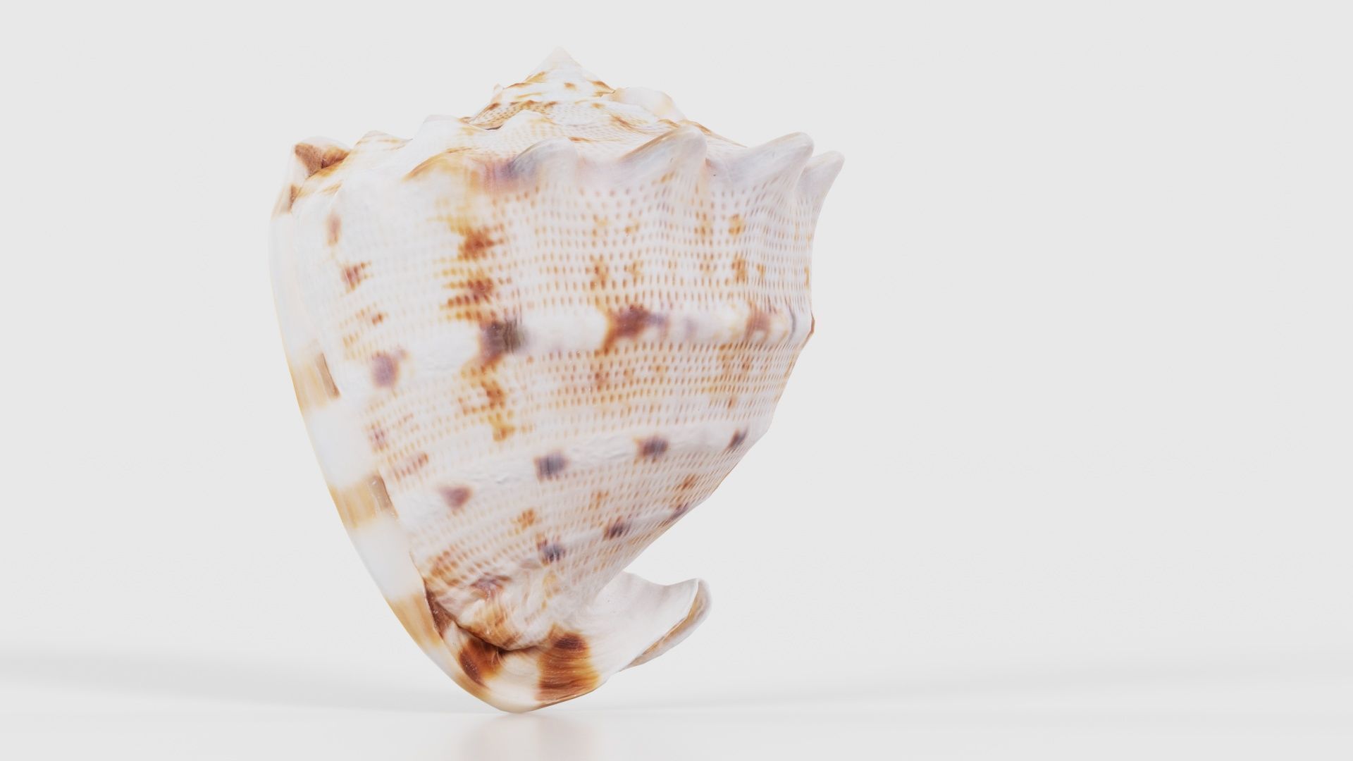 Shell Brown Low-poly 3D model_22
