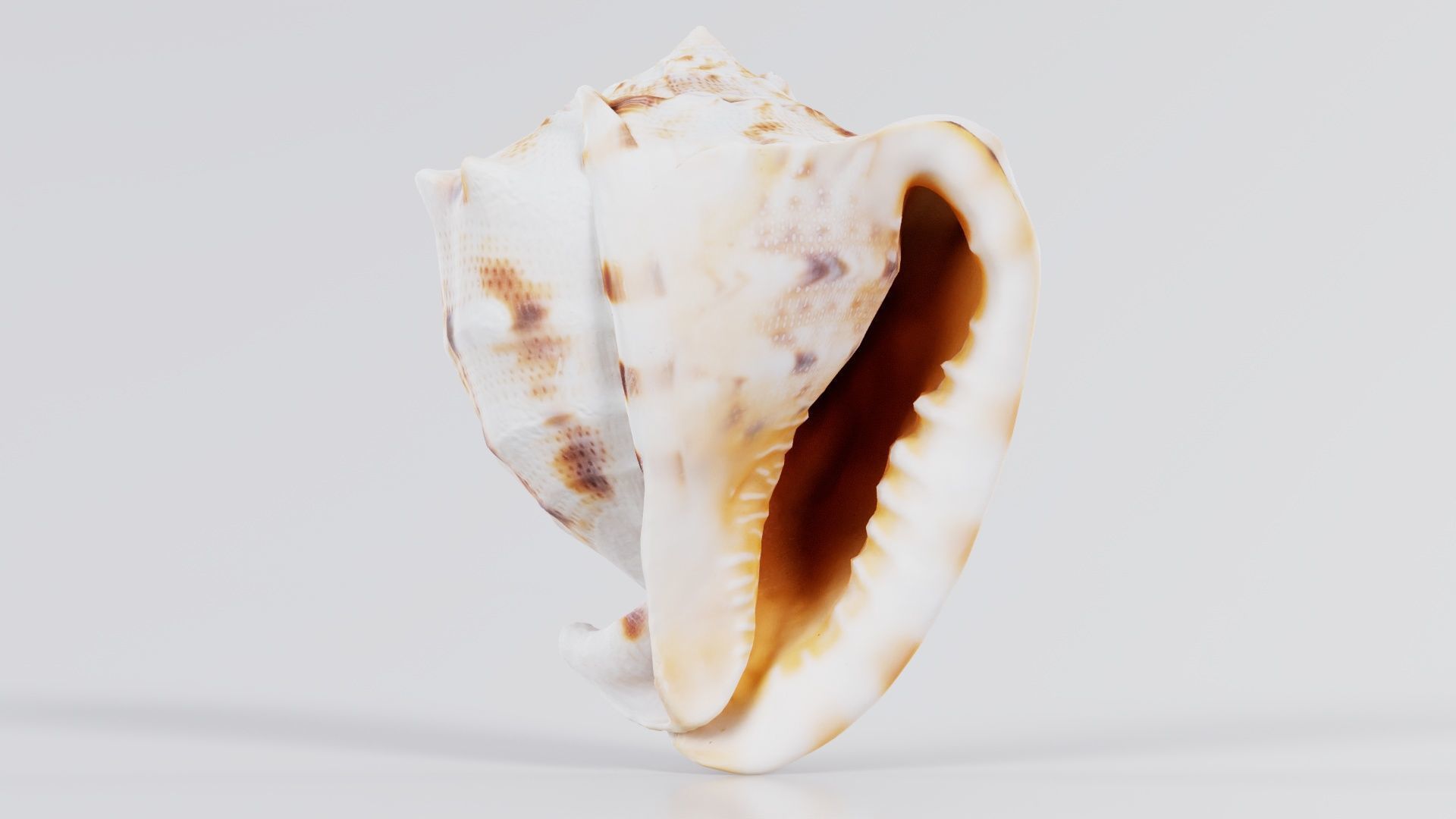 Shell Brown Low-poly 3D model_6