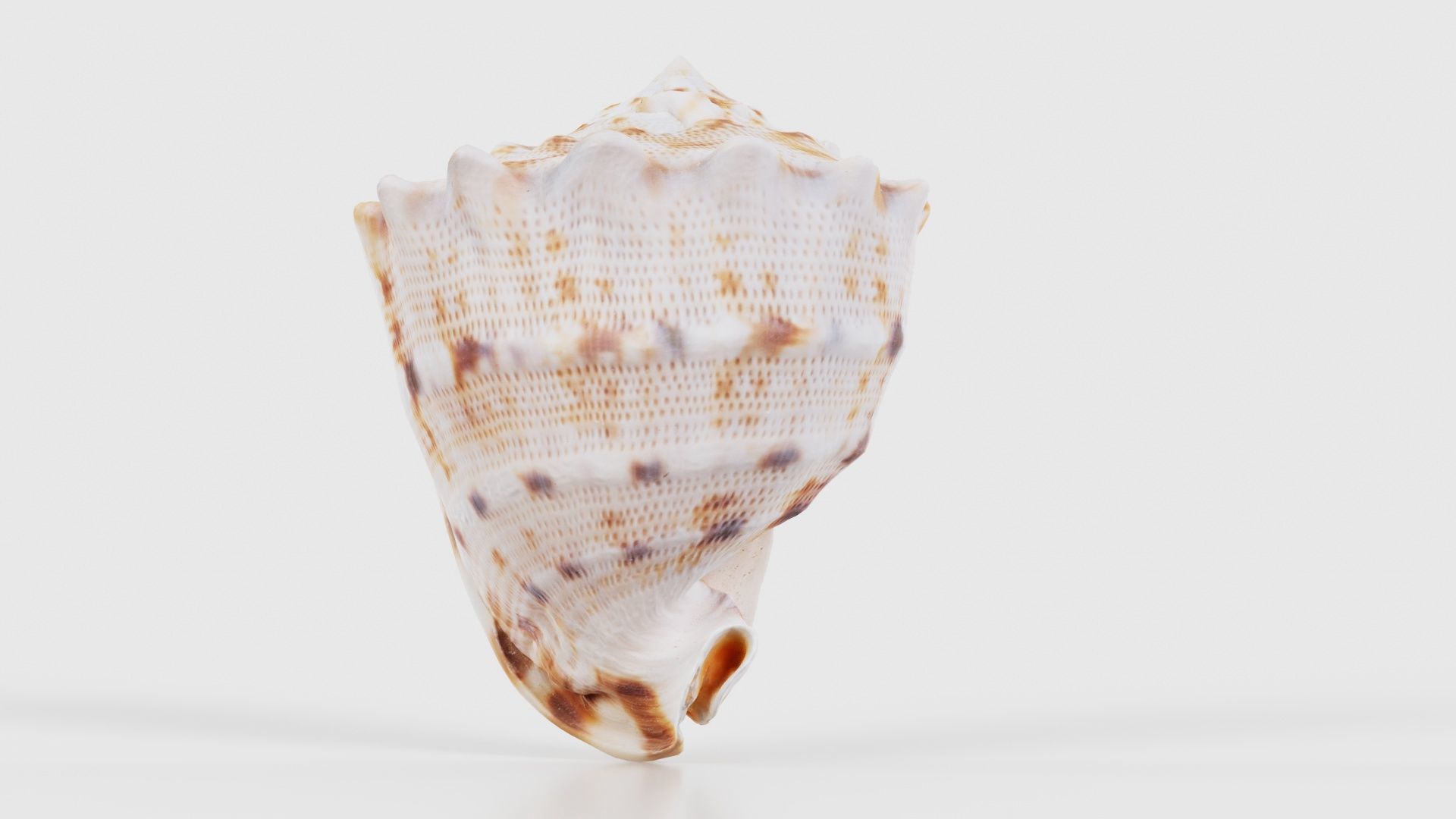 Shell Brown Low-poly 3D model_20