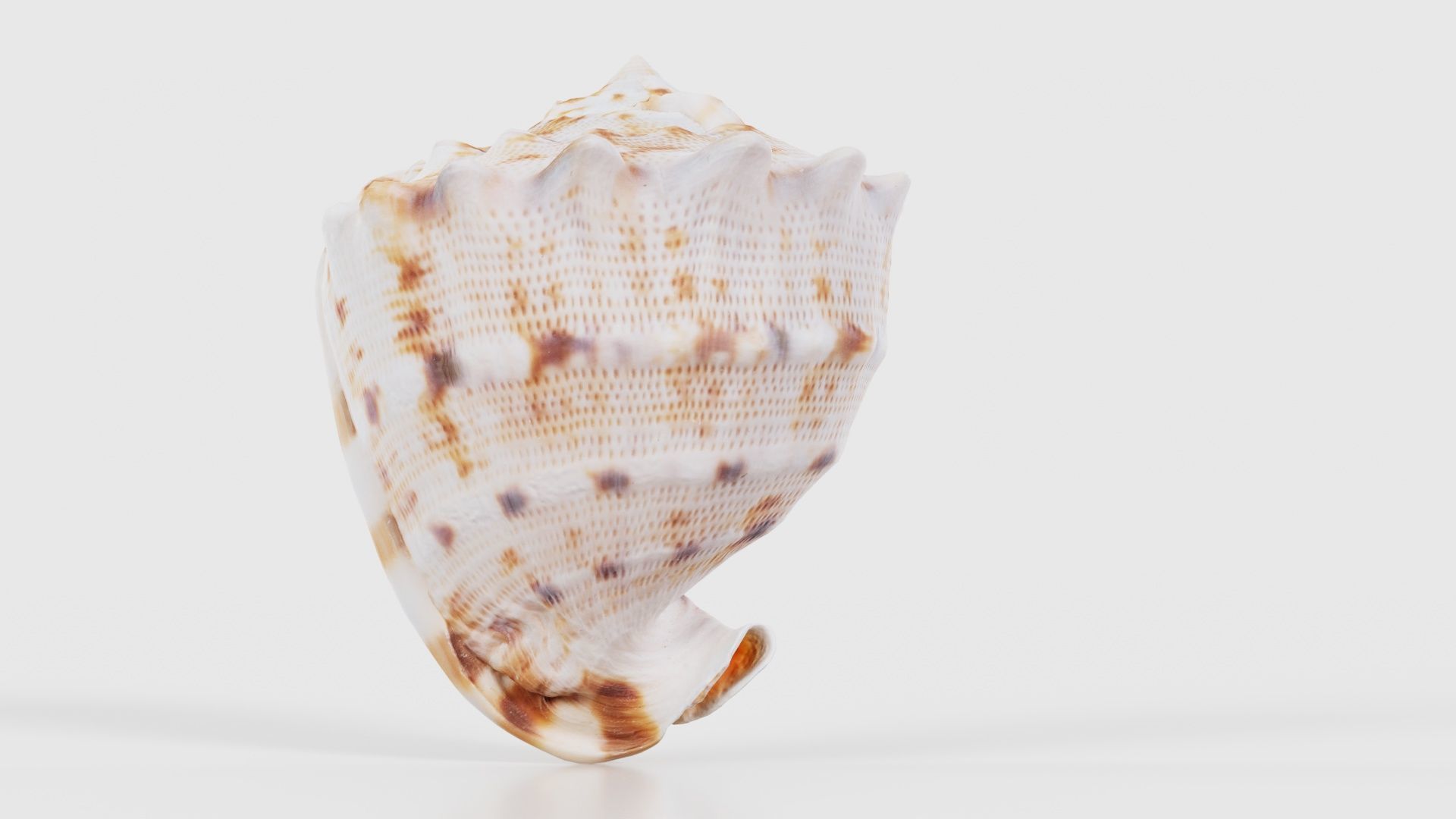Shell Brown Low-poly 3D model_21