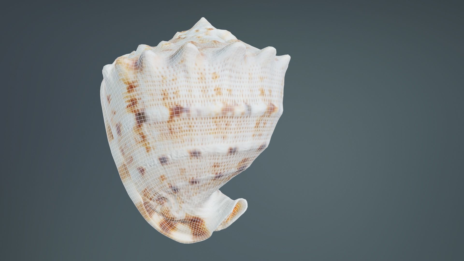 Shell Brown Low-poly 3D model_10