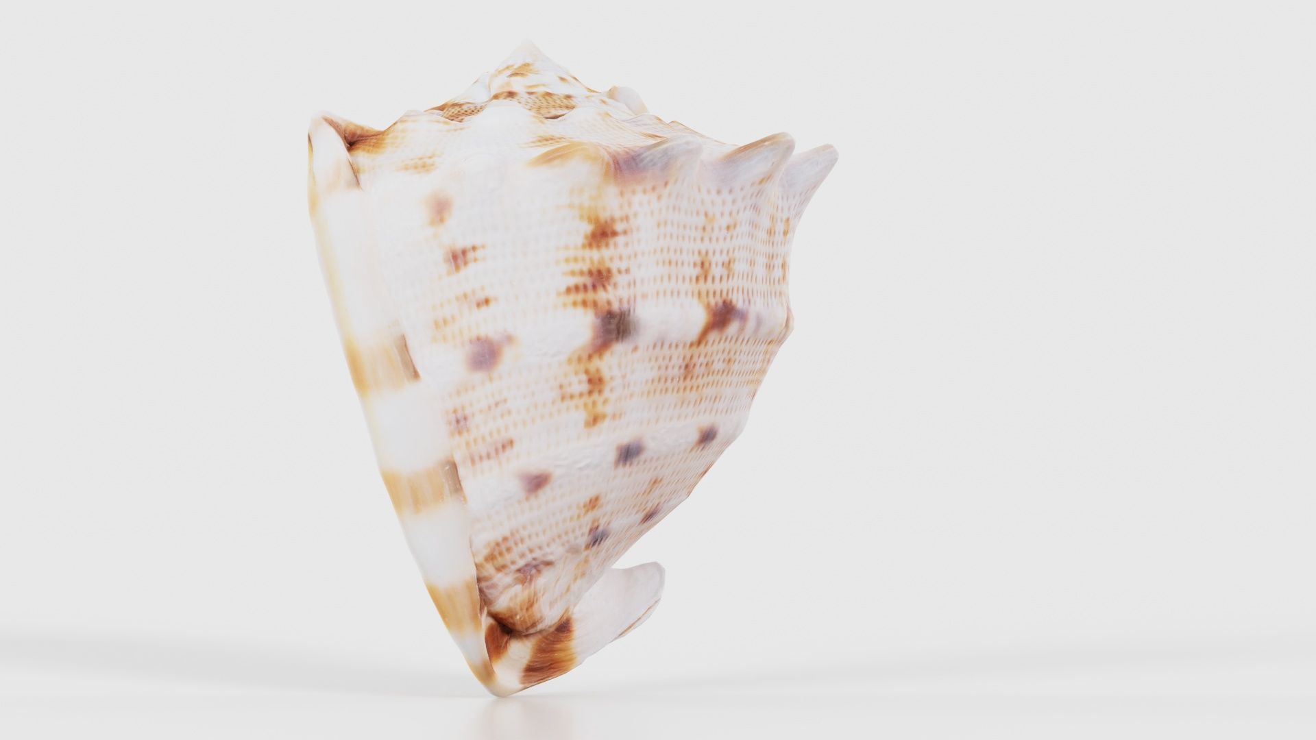 Shell Brown Low-poly 3D model_23
