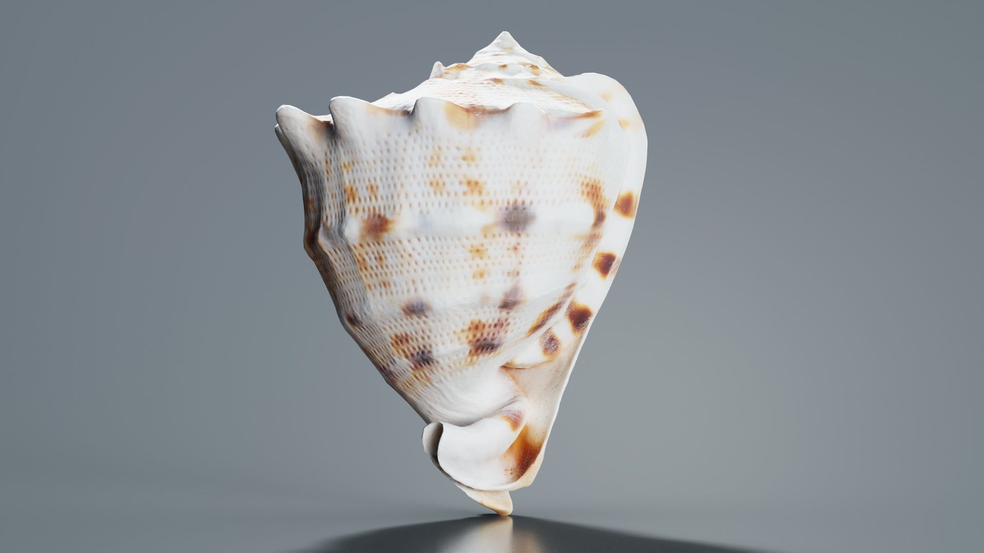 Shell Brown Low-poly 3D model_4