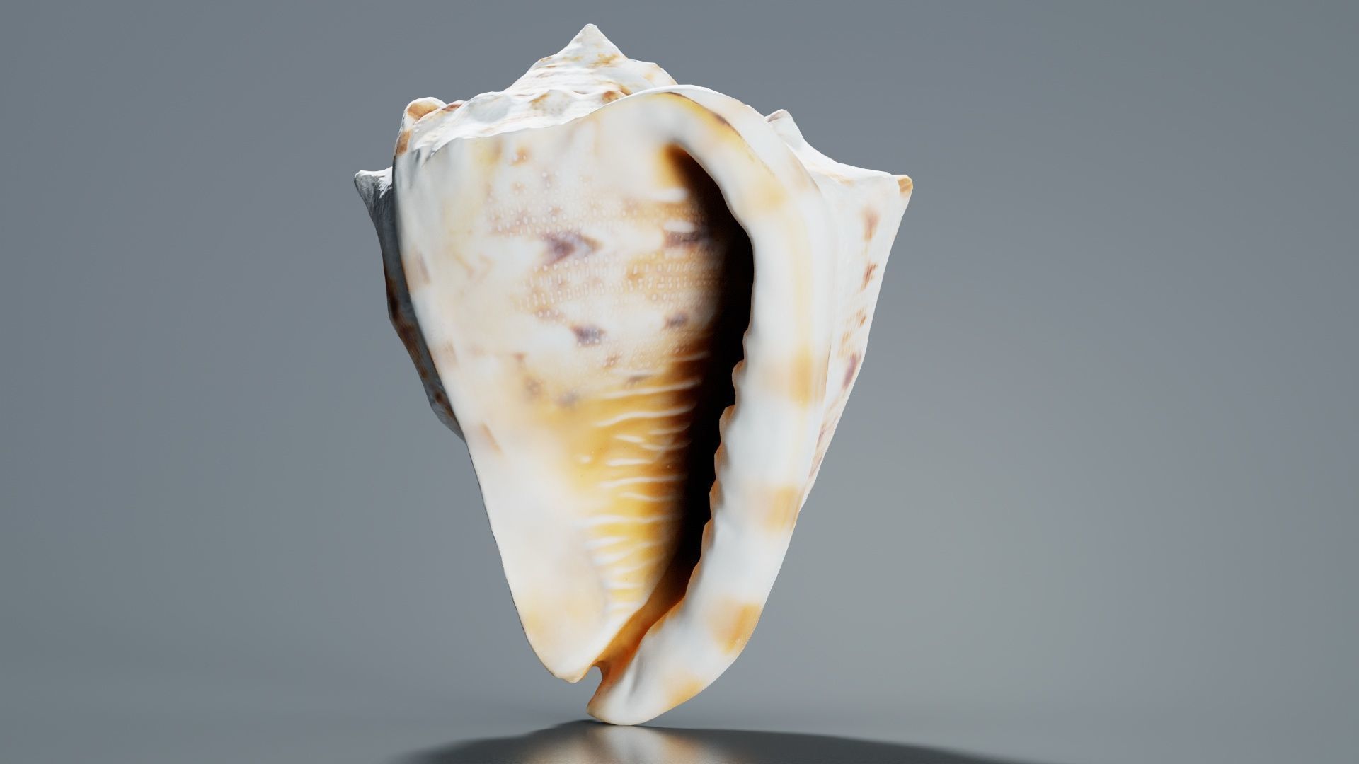 Shell Brown Low-poly 3D model_2