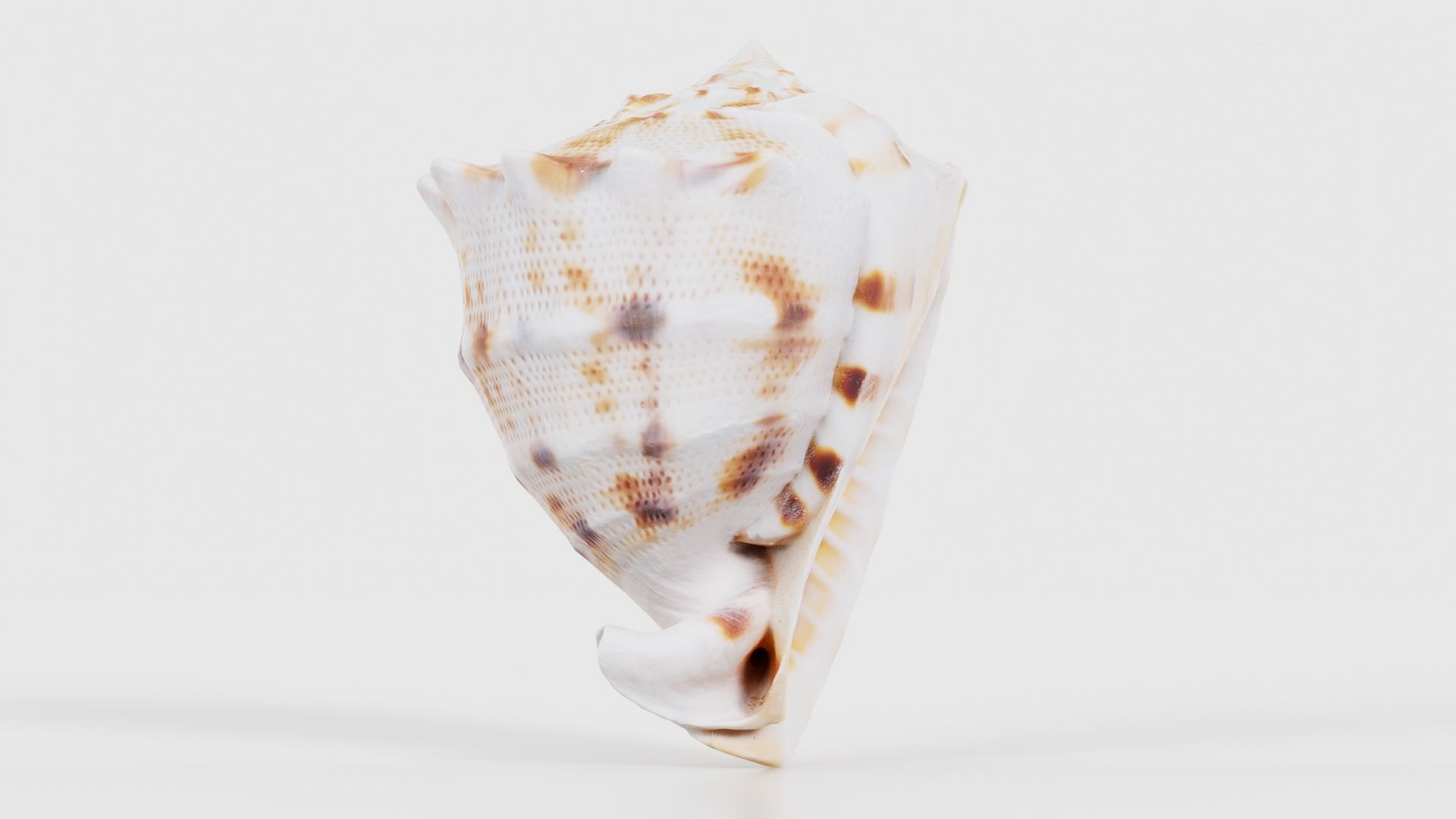 Shell Brown Low-poly 3D model_17