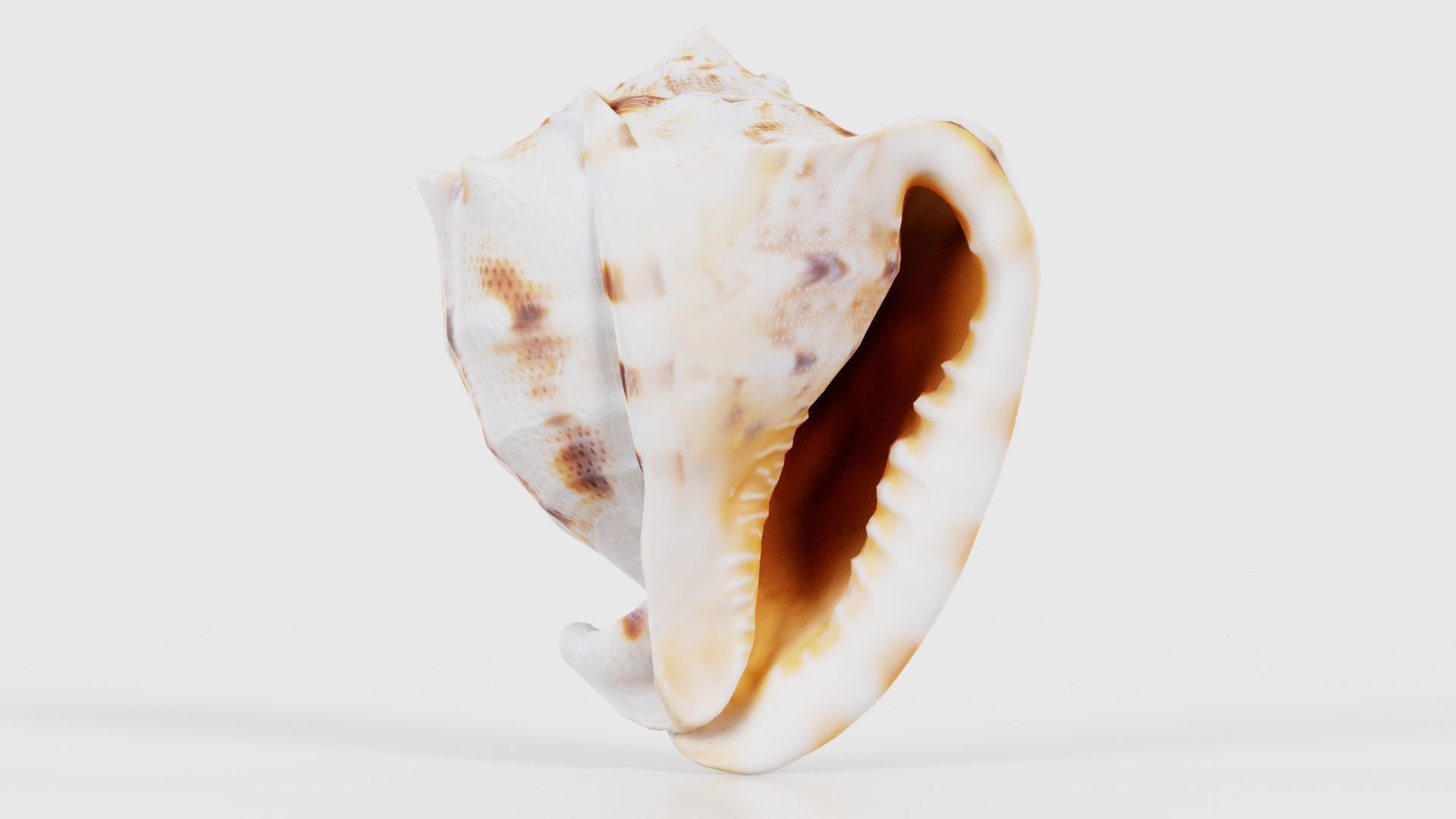 Shell Brown Low-poly 3D model_15