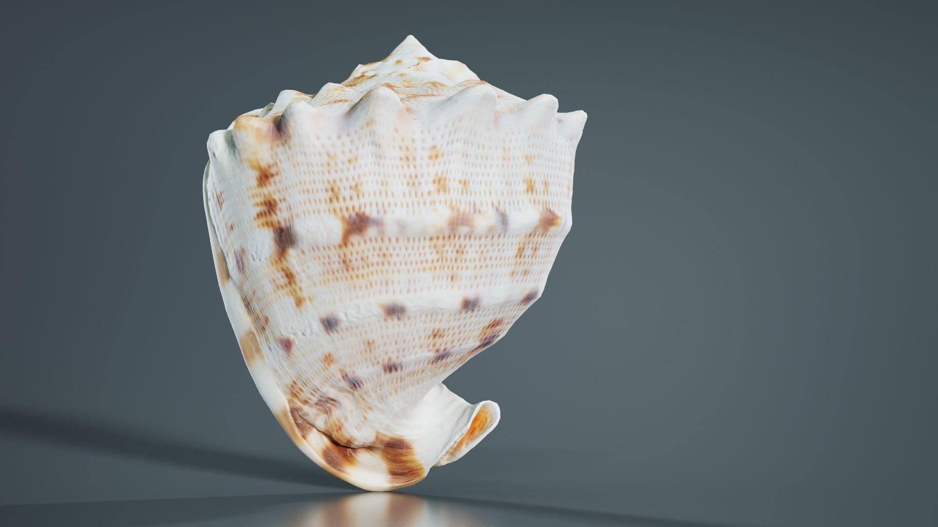 Shell Brown Low-poly 3D model_5