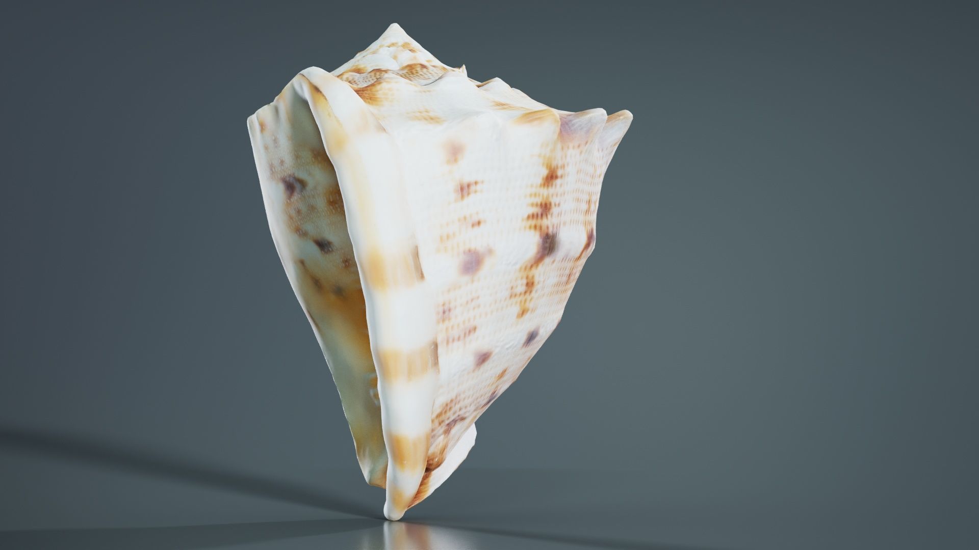 Shell Brown Low-poly 3D model_1