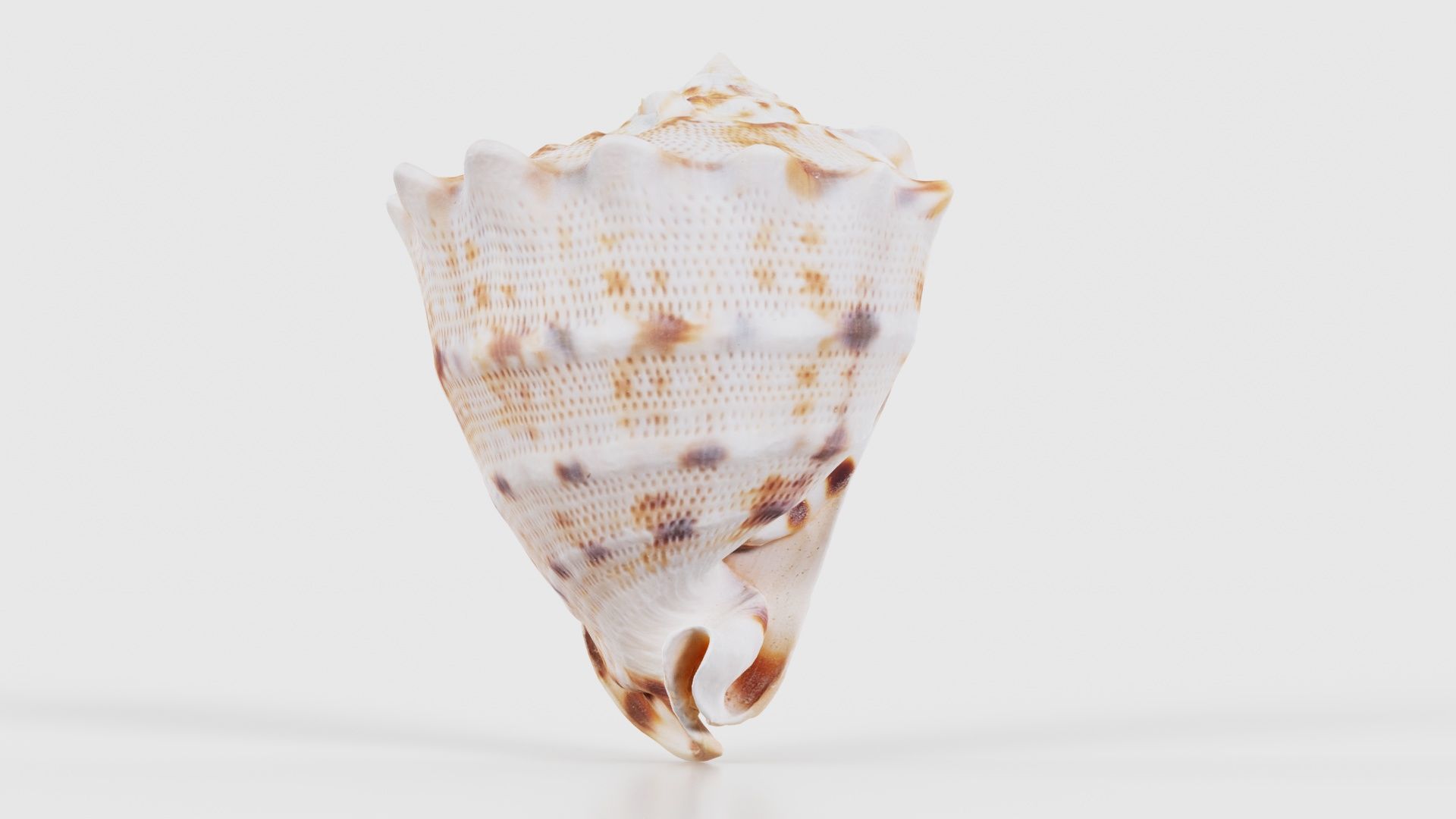 Shell Brown Low-poly 3D model_19