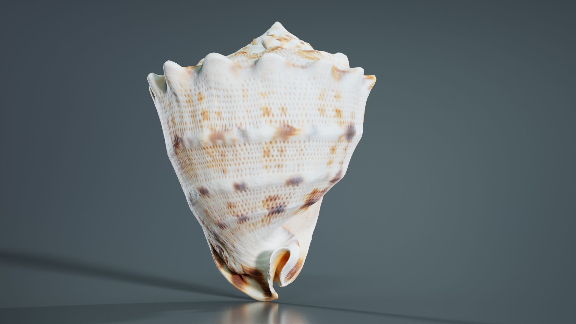 Shell Brown Low-poly 3D model_7