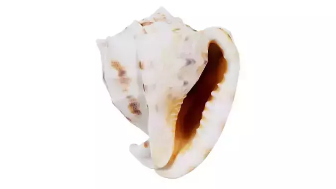 Shell Brown Low-poly 3D model Shell Brown Low-poly 3D model