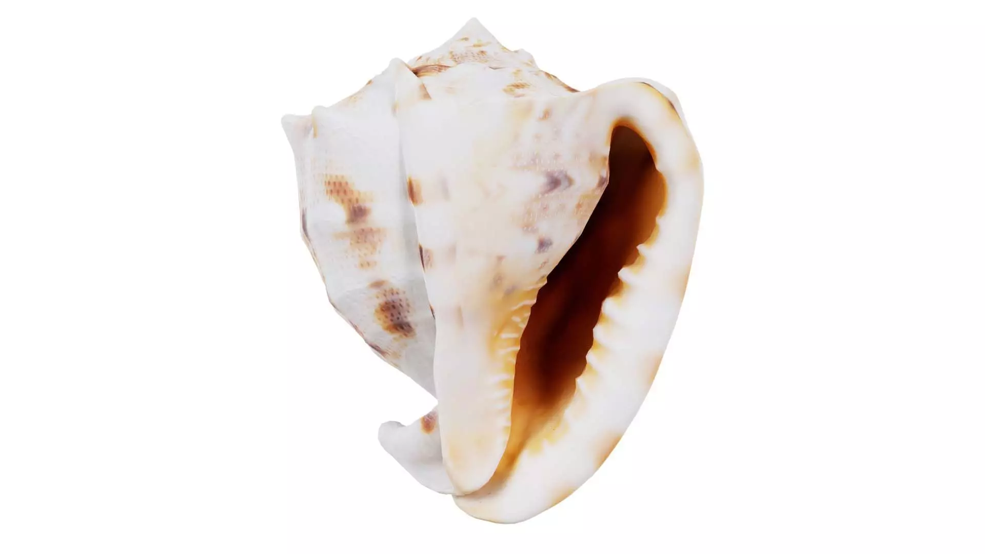 Shell Brown Low-poly 3D model_0