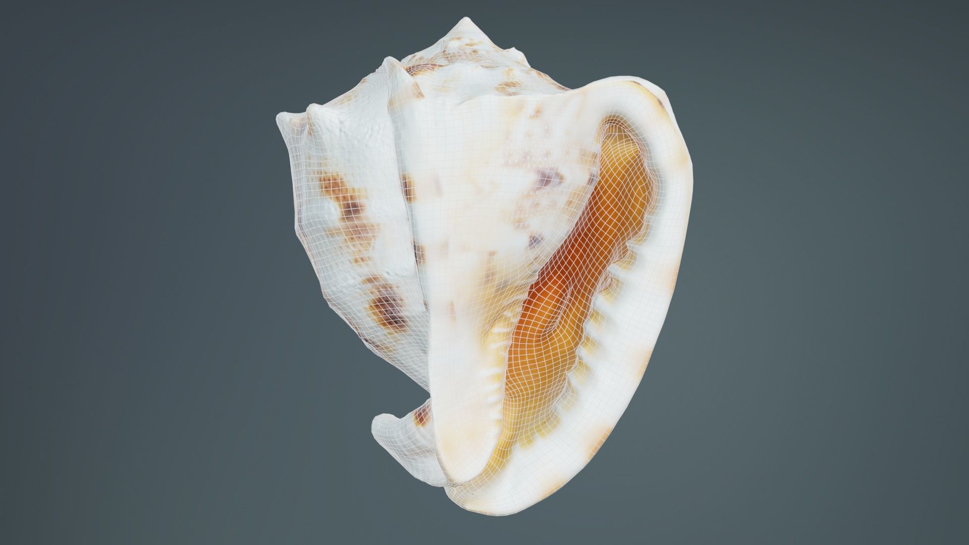 Shell Brown Low-poly 3D model_9