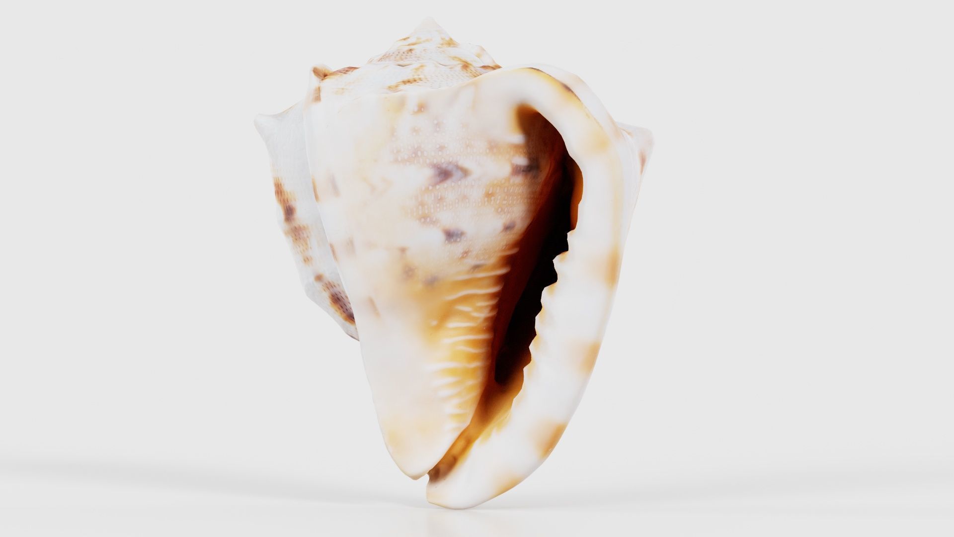 Shell Brown Low-poly 3D model_26