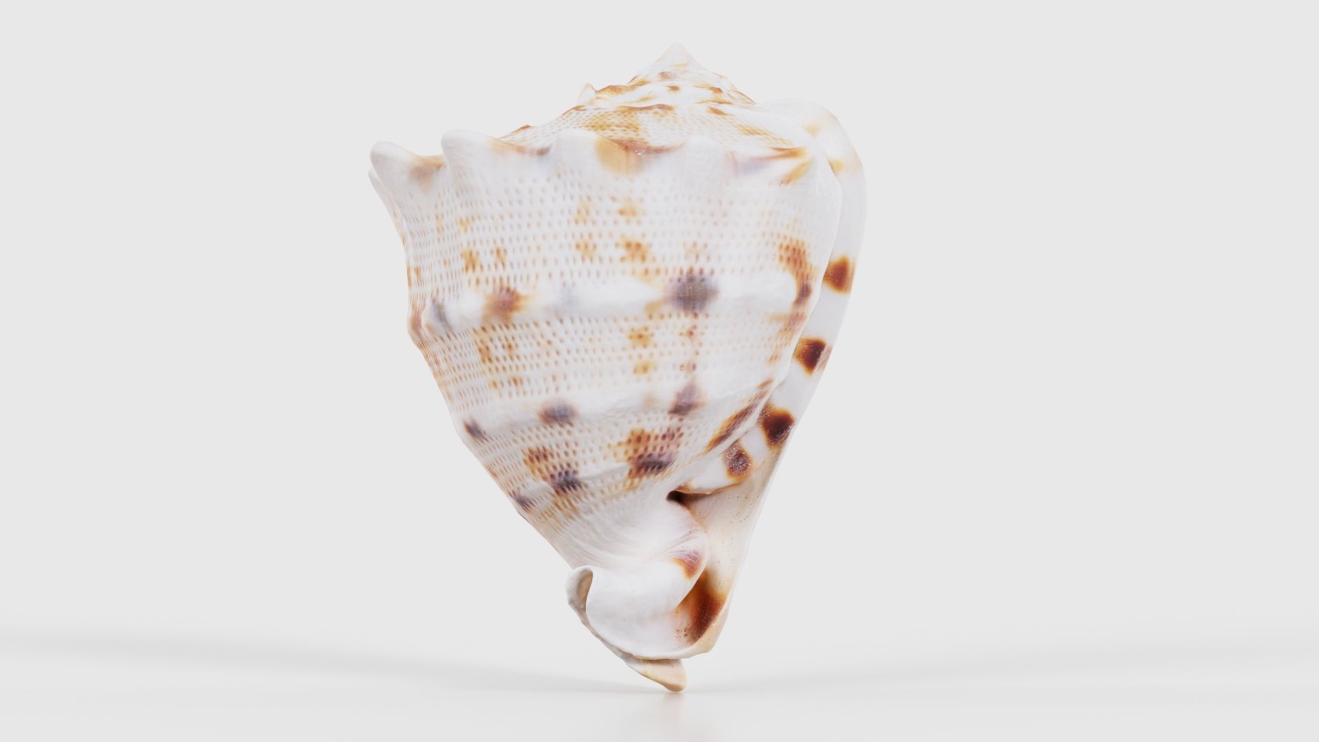 Shell Brown Low-poly 3D model_18