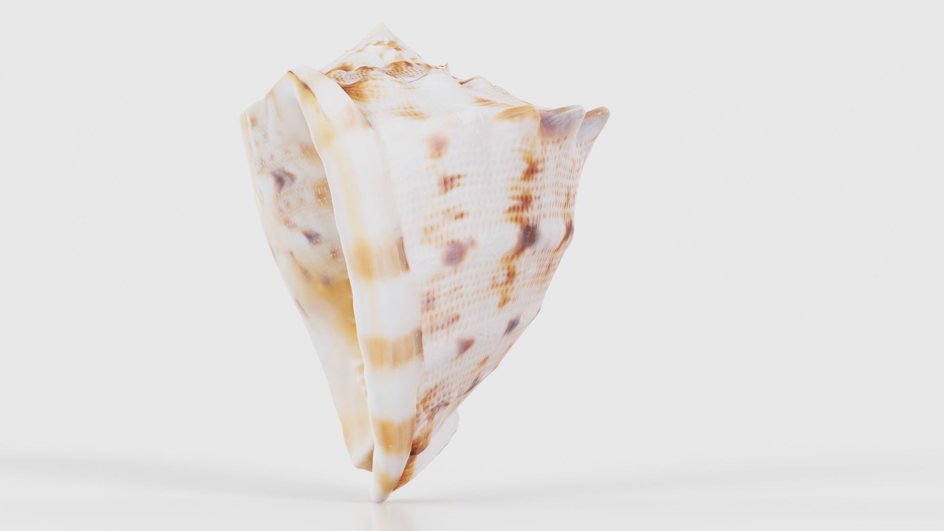 Shell Brown Low-poly 3D model_24