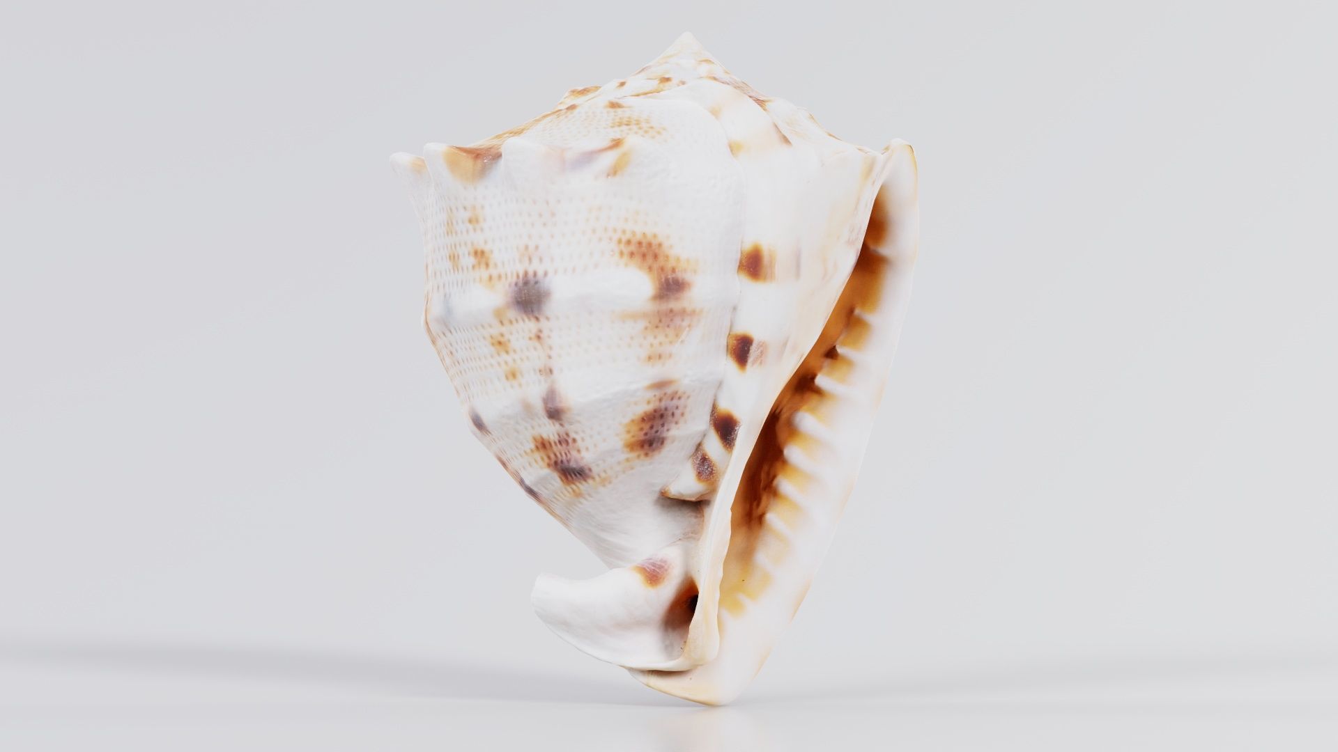 Shell Brown Low-poly 3D model_3