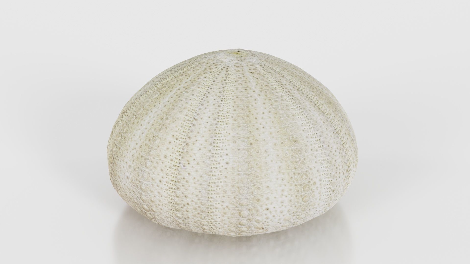 Shell Green Low-poly 3D model_19
