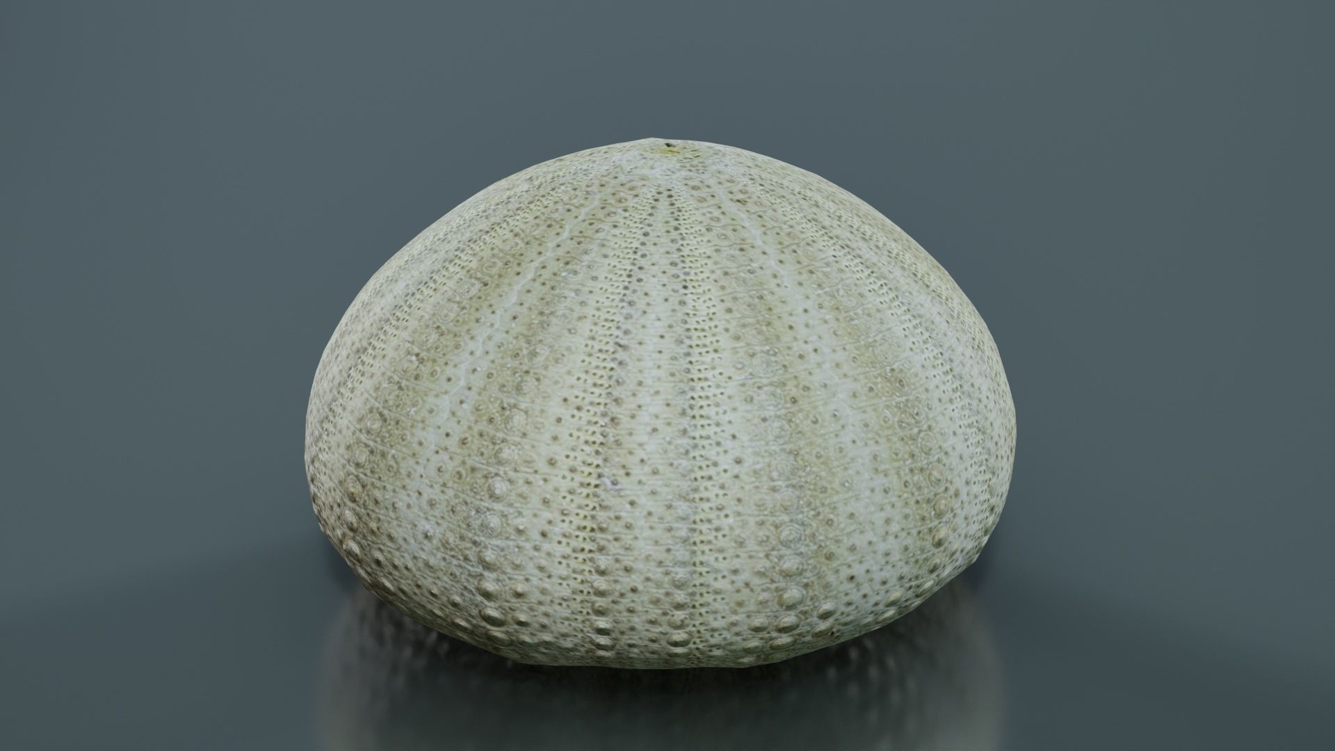Shell Green Low-poly 3D model_7