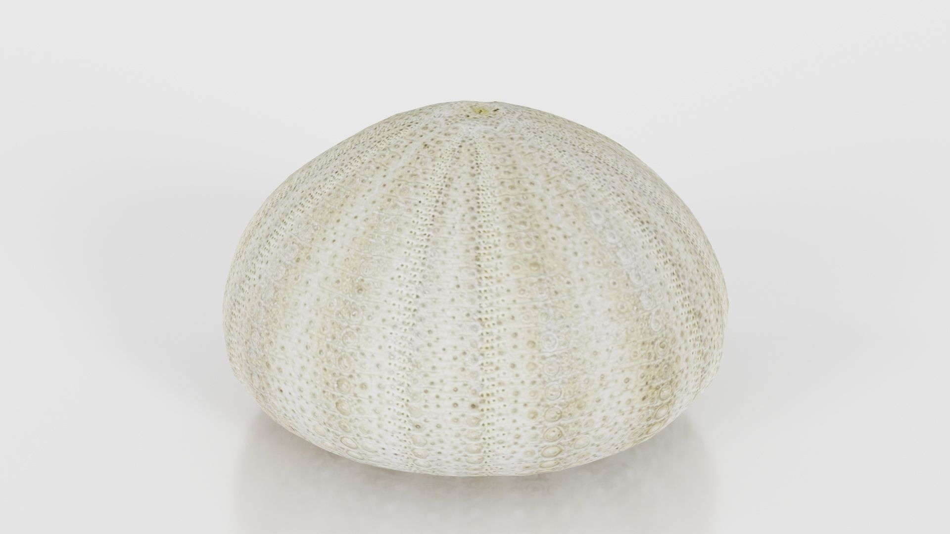 Shell Green Low-poly 3D model_17