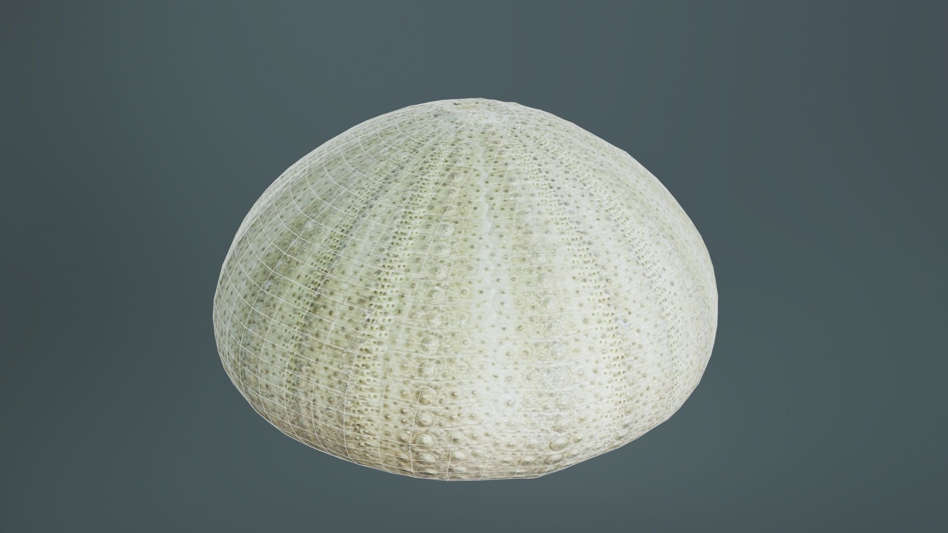 Shell Green Low-poly 3D model_10
