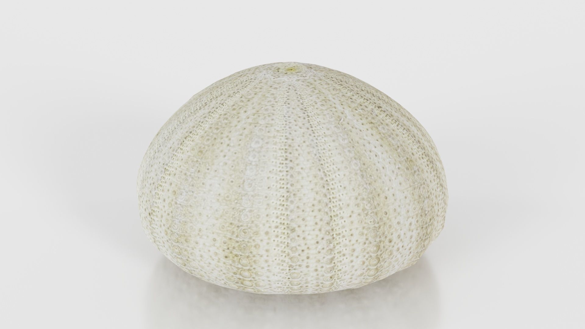 Shell Green Low-poly 3D model_15