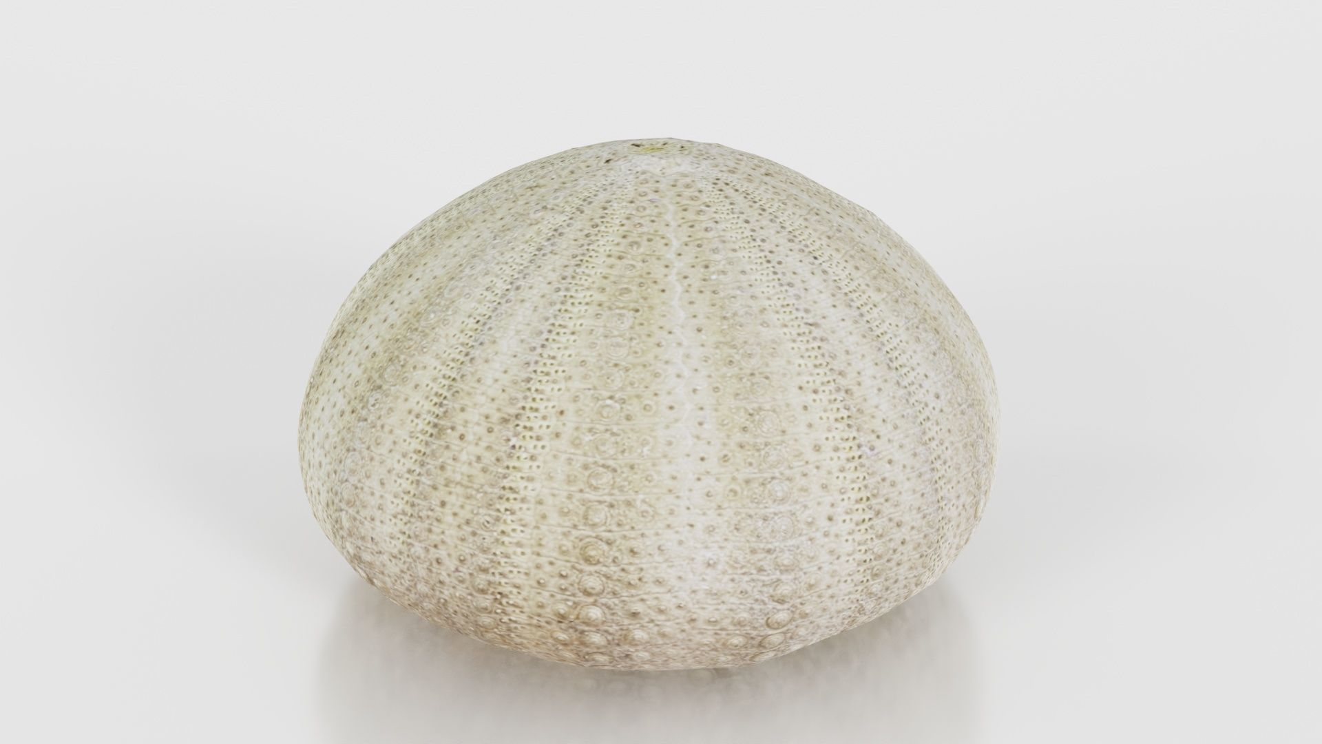 Shell Green Low-poly 3D model_21