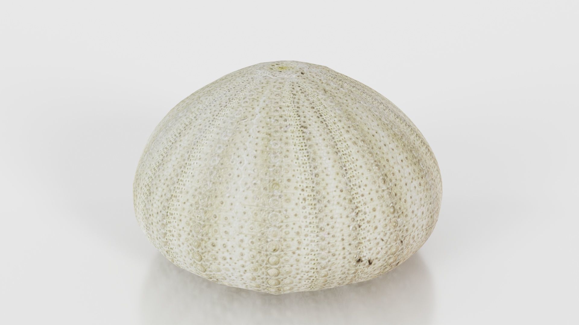 Shell Green Low-poly 3D model_25