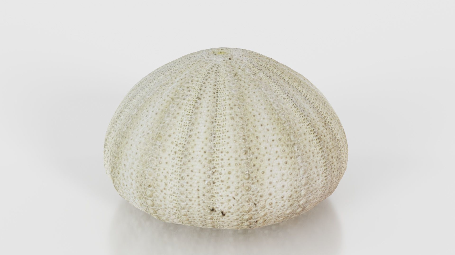 Shell Green Low-poly 3D model_24