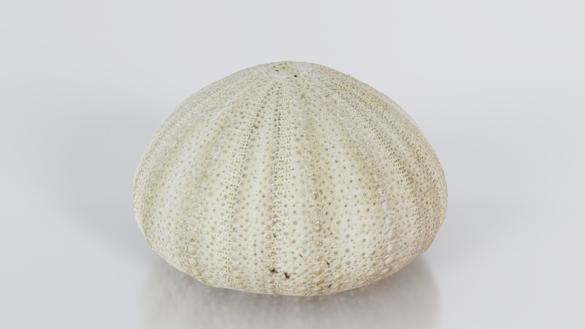 Shell Green Low-poly 3D model_1
