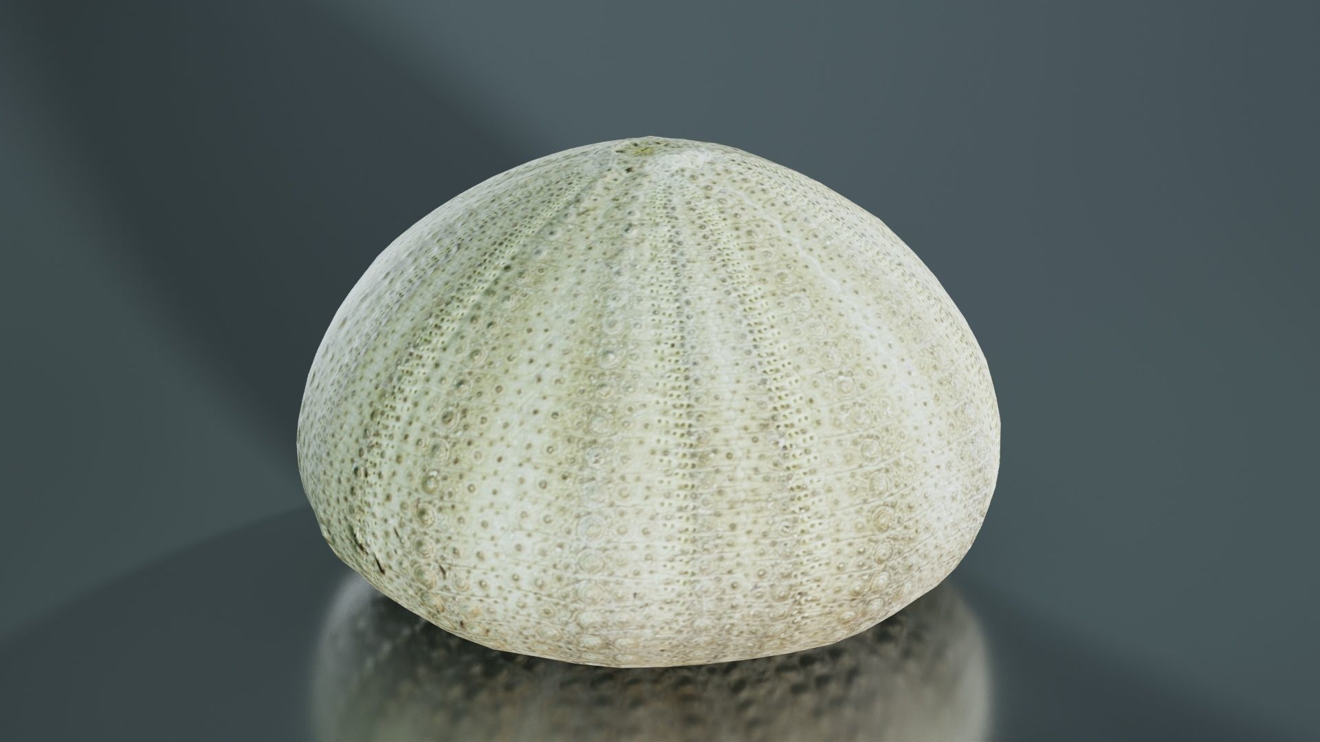 Shell Green Low-poly 3D model_6
