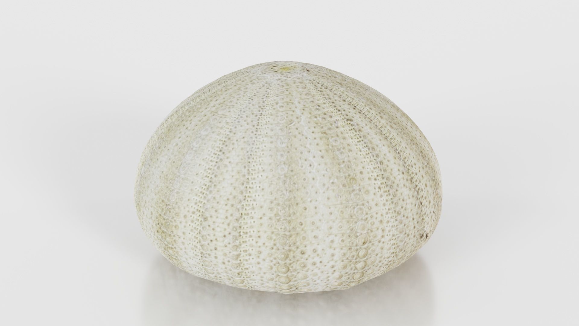 Shell Green Low-poly 3D model_26