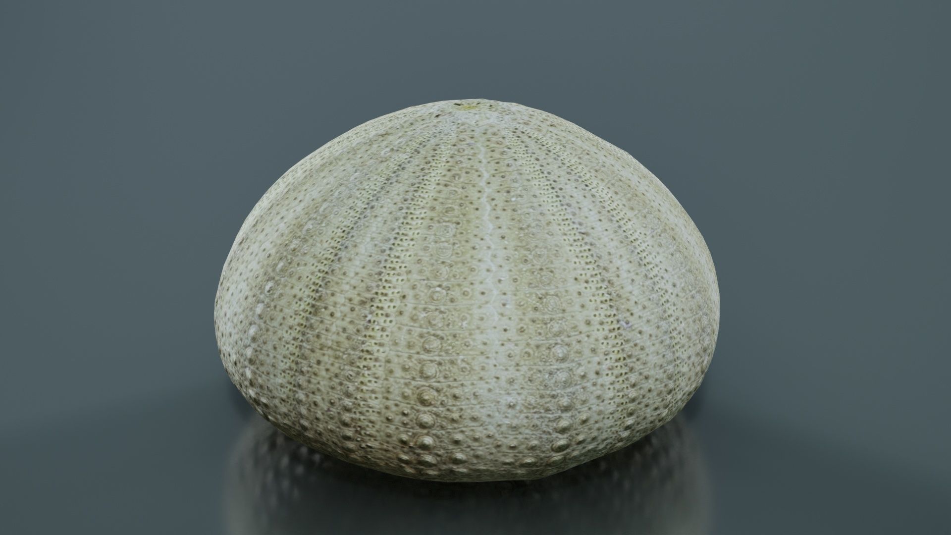 Shell Green Low-poly 3D model_8