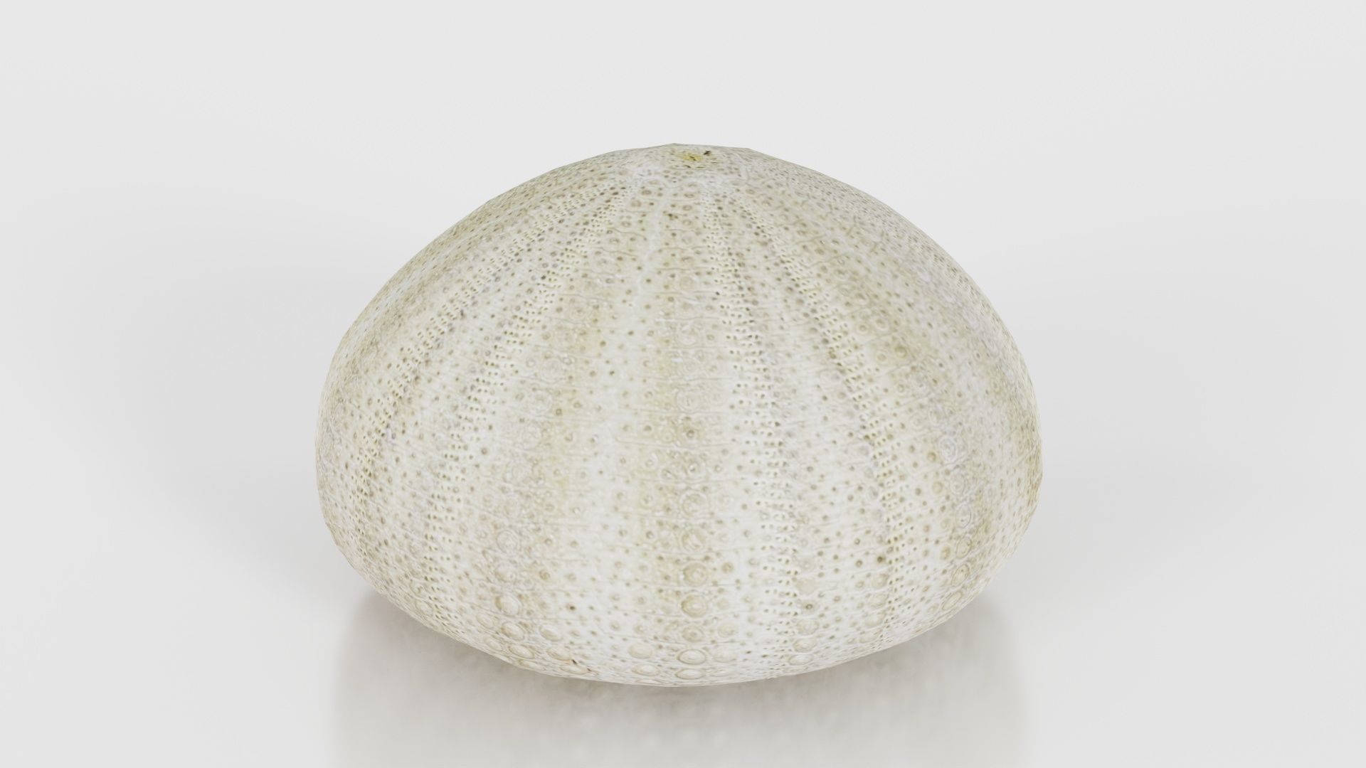 Shell Green Low-poly 3D model_18