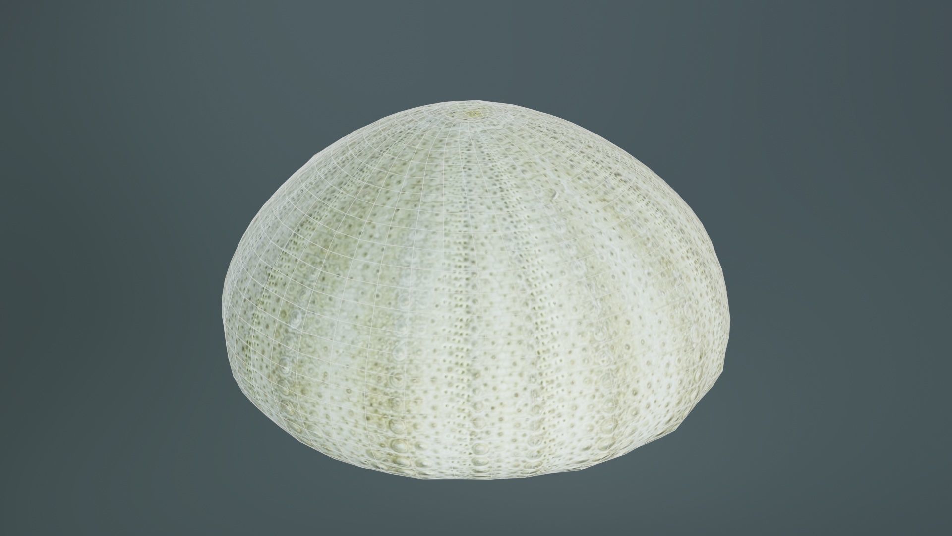 Shell Green Low-poly 3D model_9