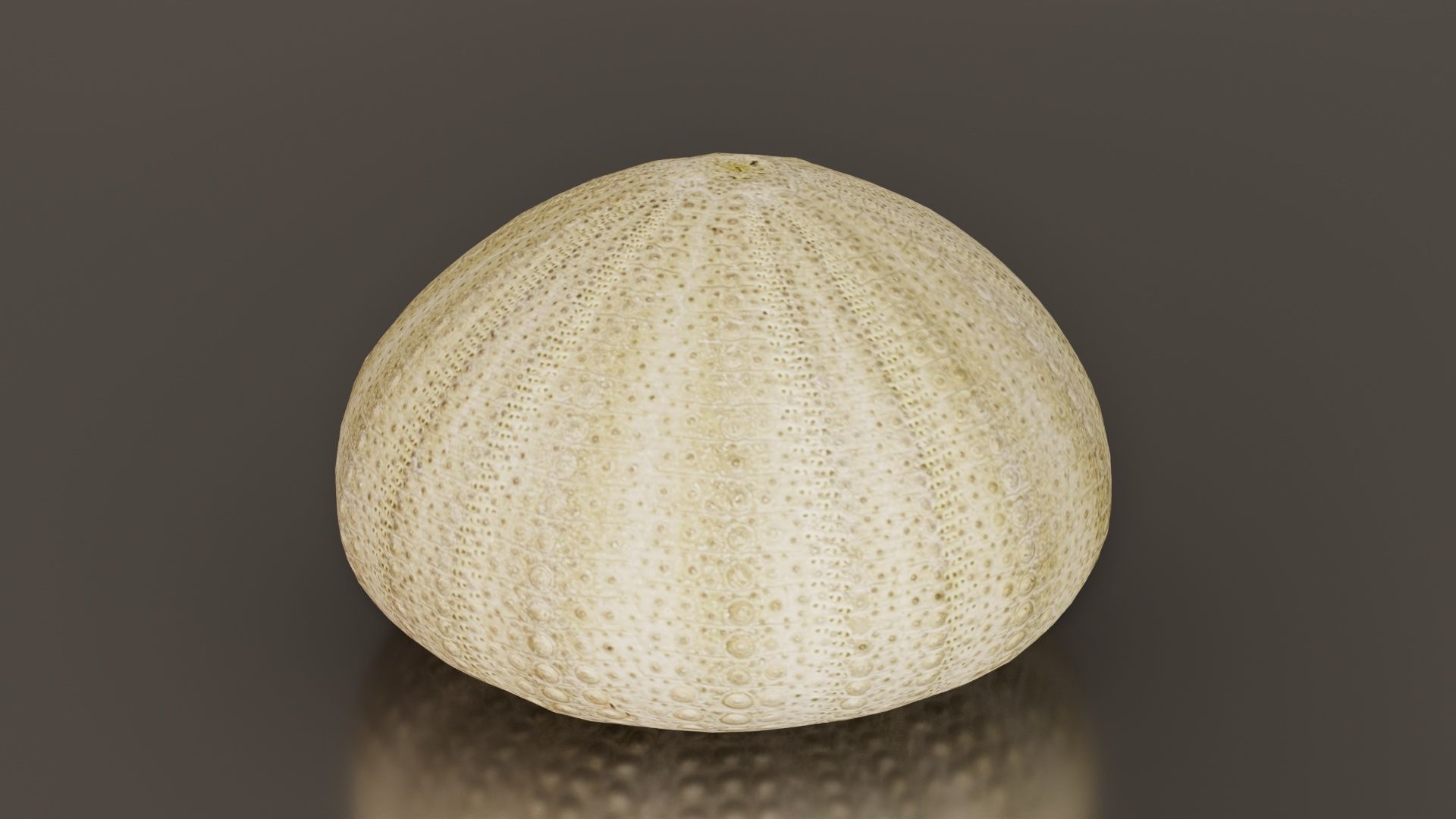 Shell Green Low-poly 3D model_2