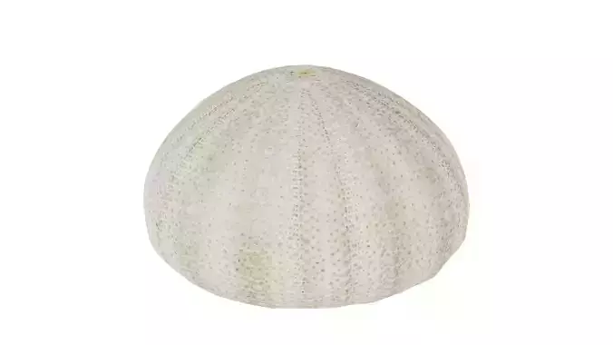 Shell Green Low-poly 3D model Shell Green Low-poly 3D model