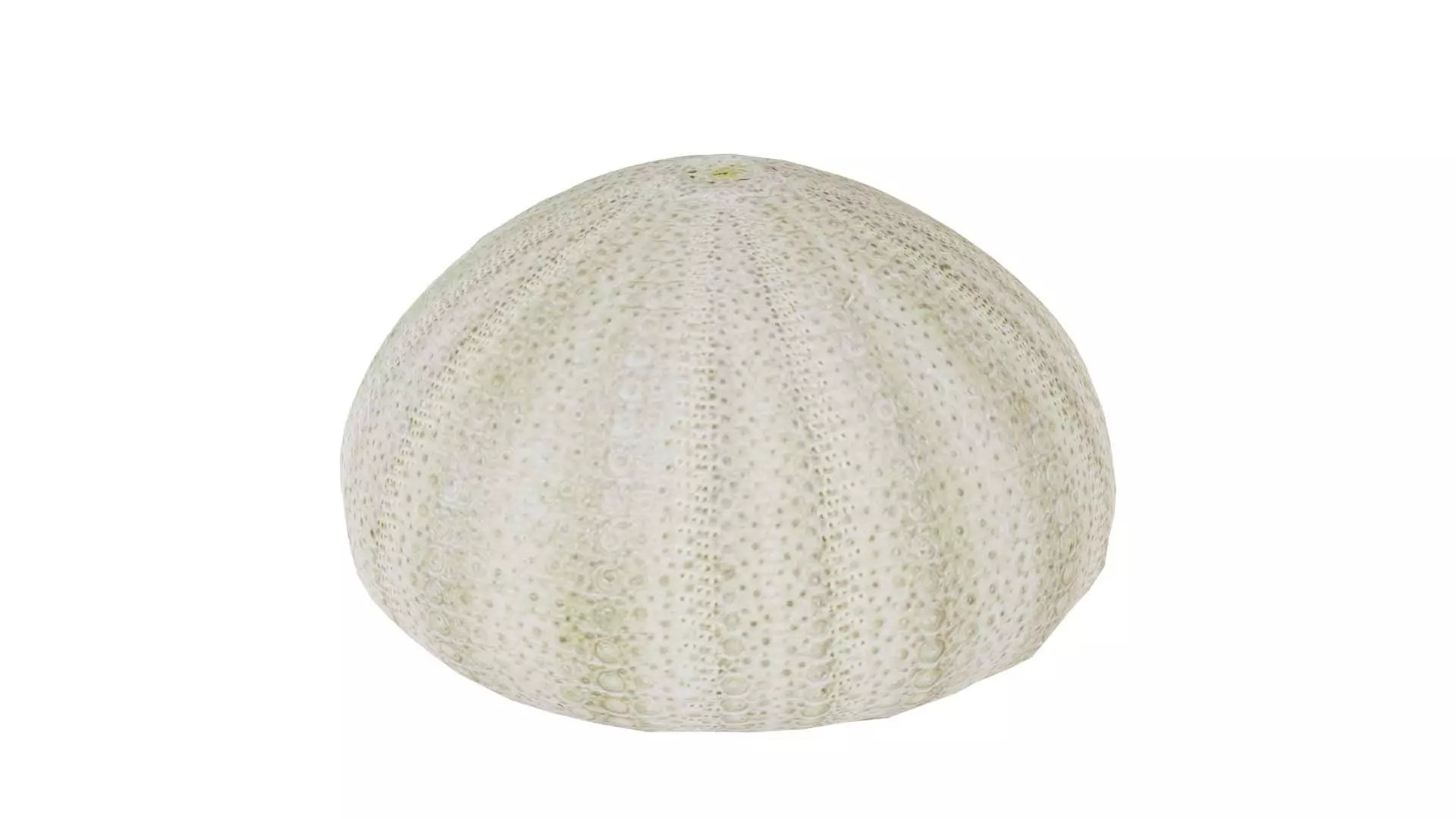 Shell Green Low-poly 3D model_0