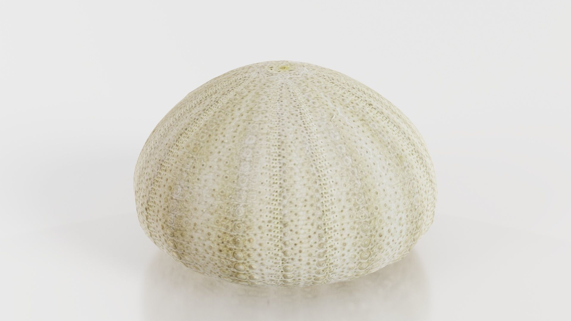 Shell Green Low-poly 3D model_3