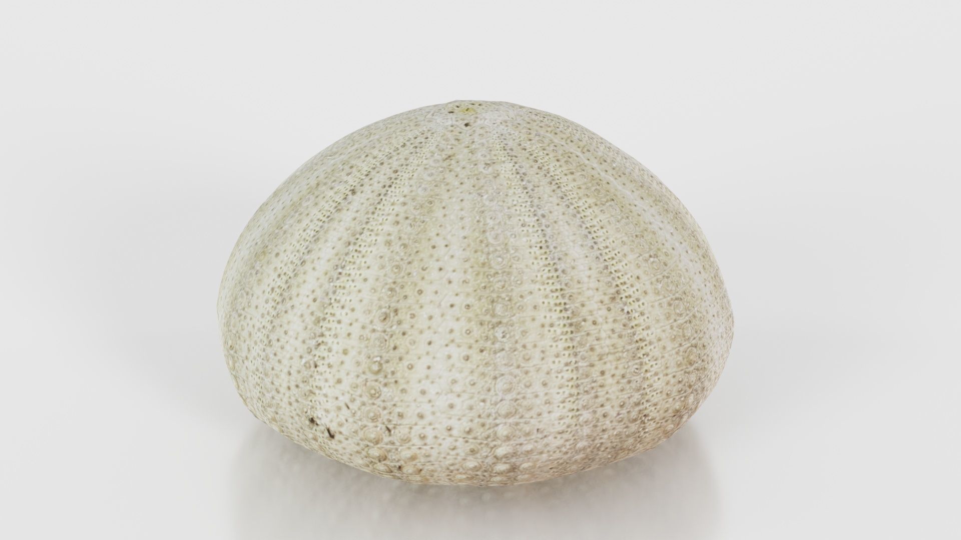Shell Green Low-poly 3D model_23